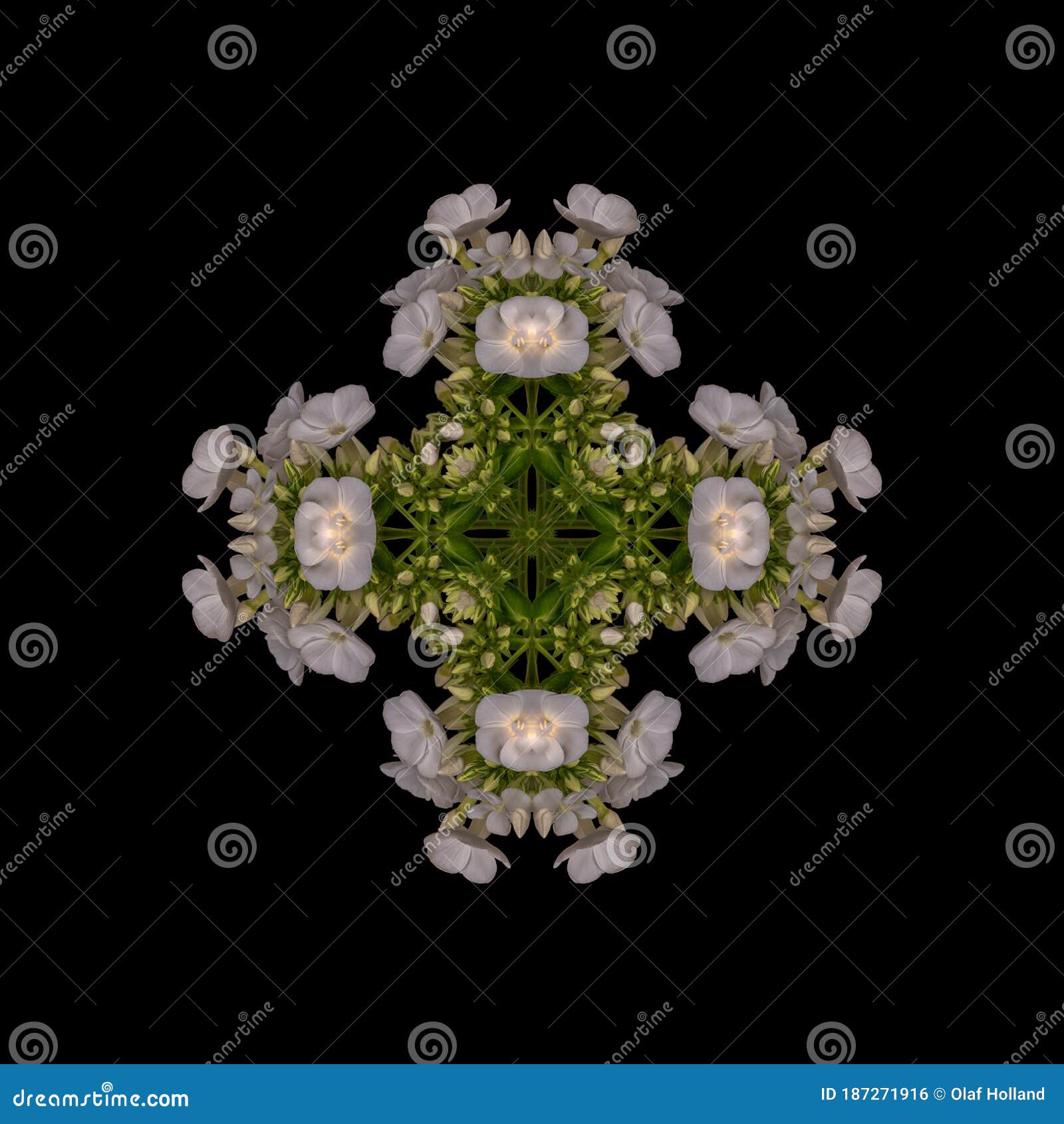 geometrical symmetrical ornament made of macros of white green yellow phloxs