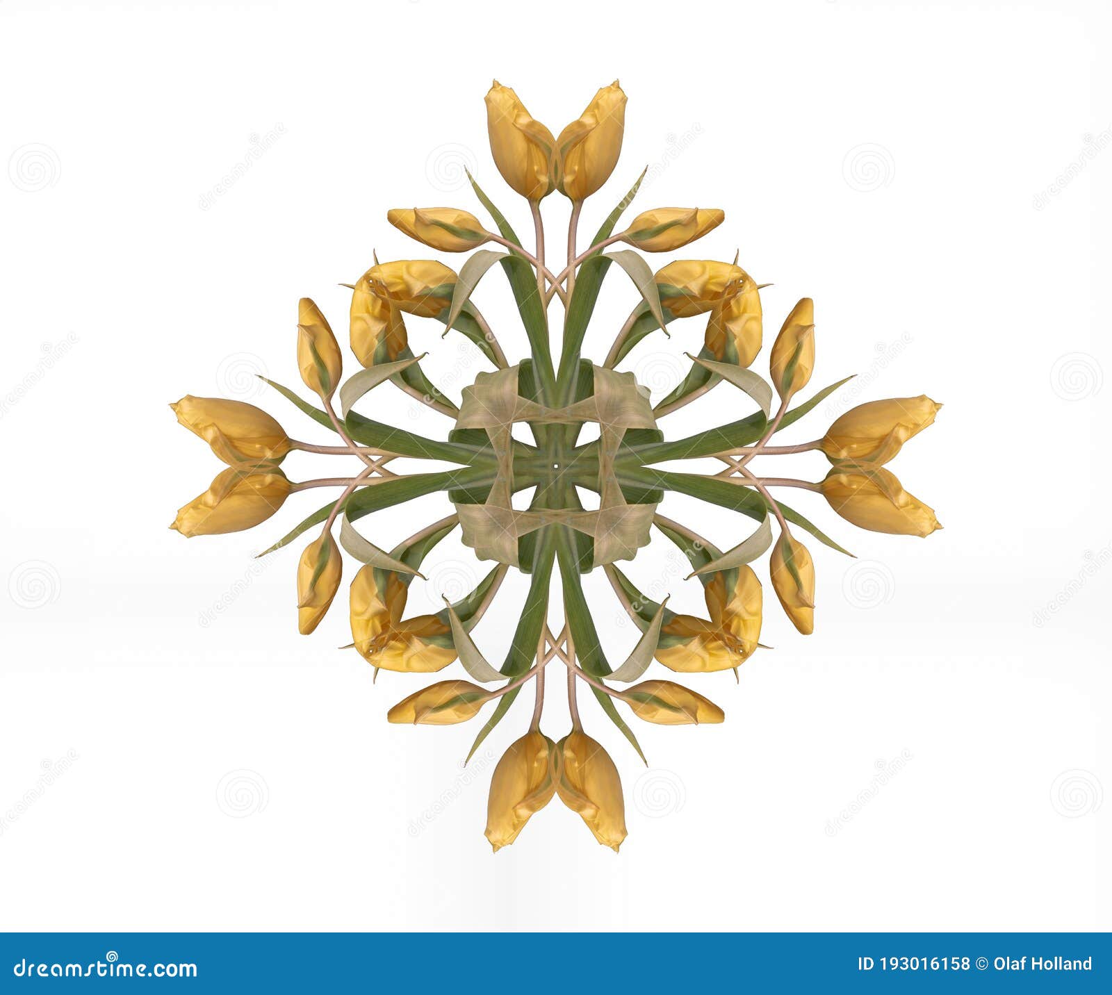 symmetrical pattern made from macros of yellow green tulips on white background