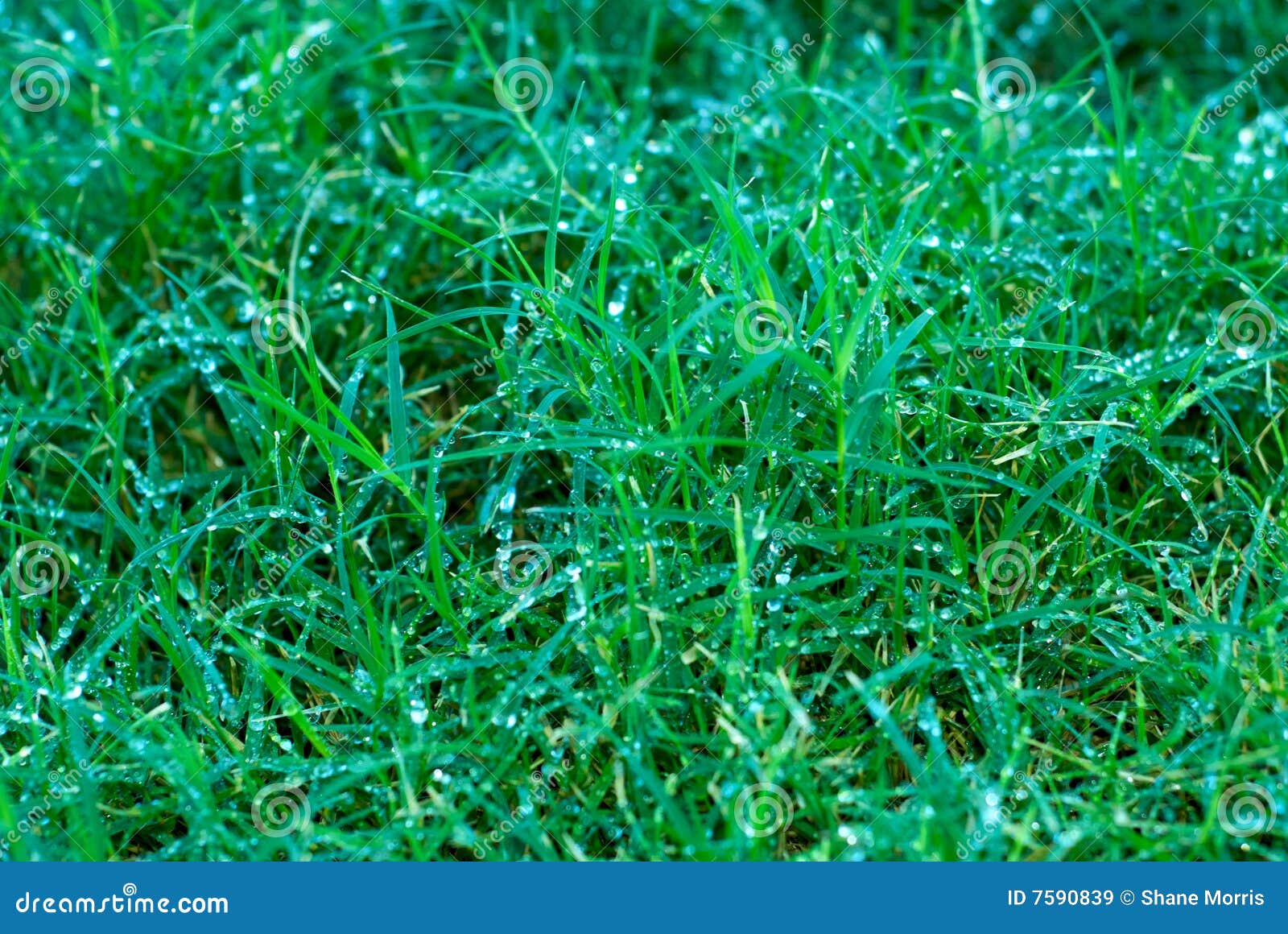 Fine Bagnata Dell'erba in Su Immagine Stock Immagine di verde, sfondo