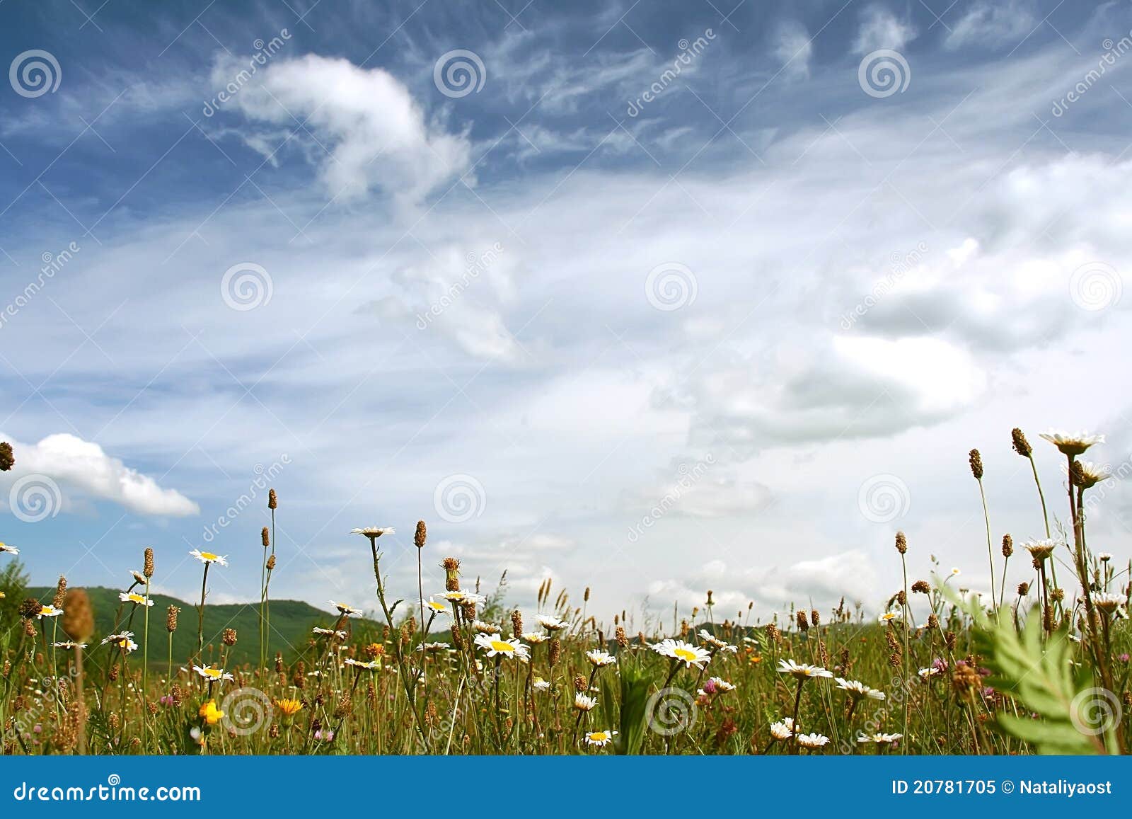 Fine clear morning in mountains on a flower glade