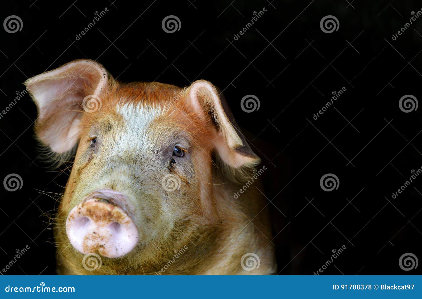 Fine Della Testa Del ` Del Maiale Su Fotografia Stock Immagine di