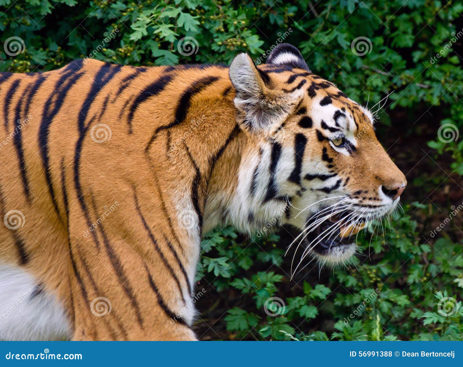Crema Al Mentolo Di Camaldoli | Compra Online | Terra In Cielo - Foto 9