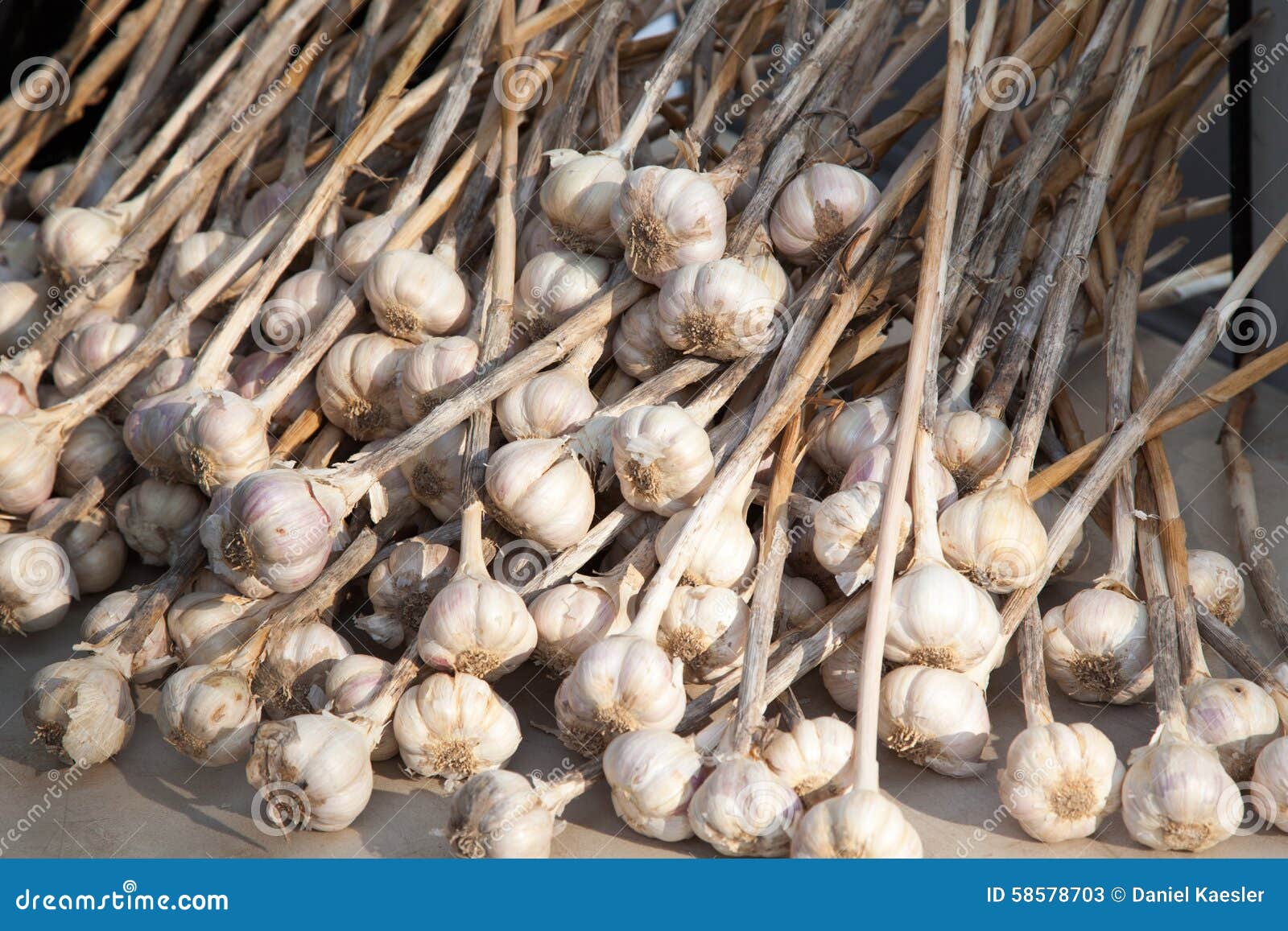 Fine grown garlic heads stock image. Image of stall, heads 58578703
