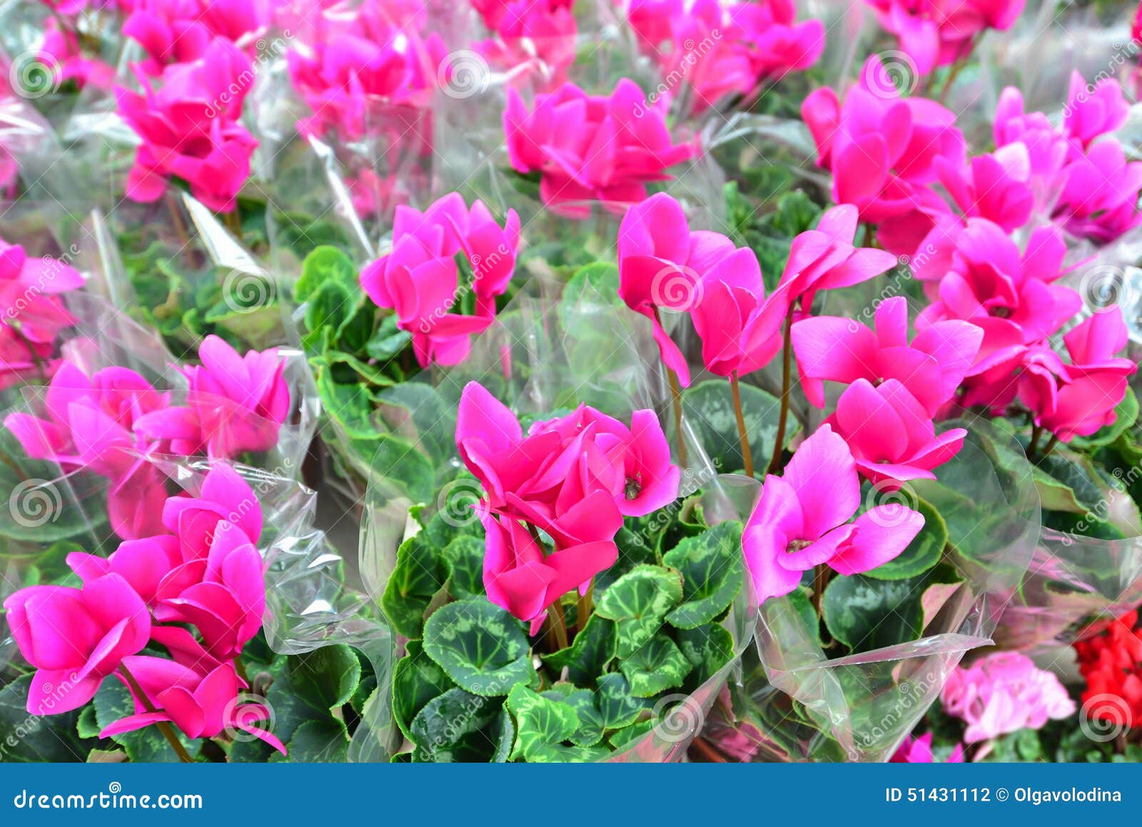 Fine Su Dei Fiori Rosa Di Ciclamino Con Le Loro Foglie ...