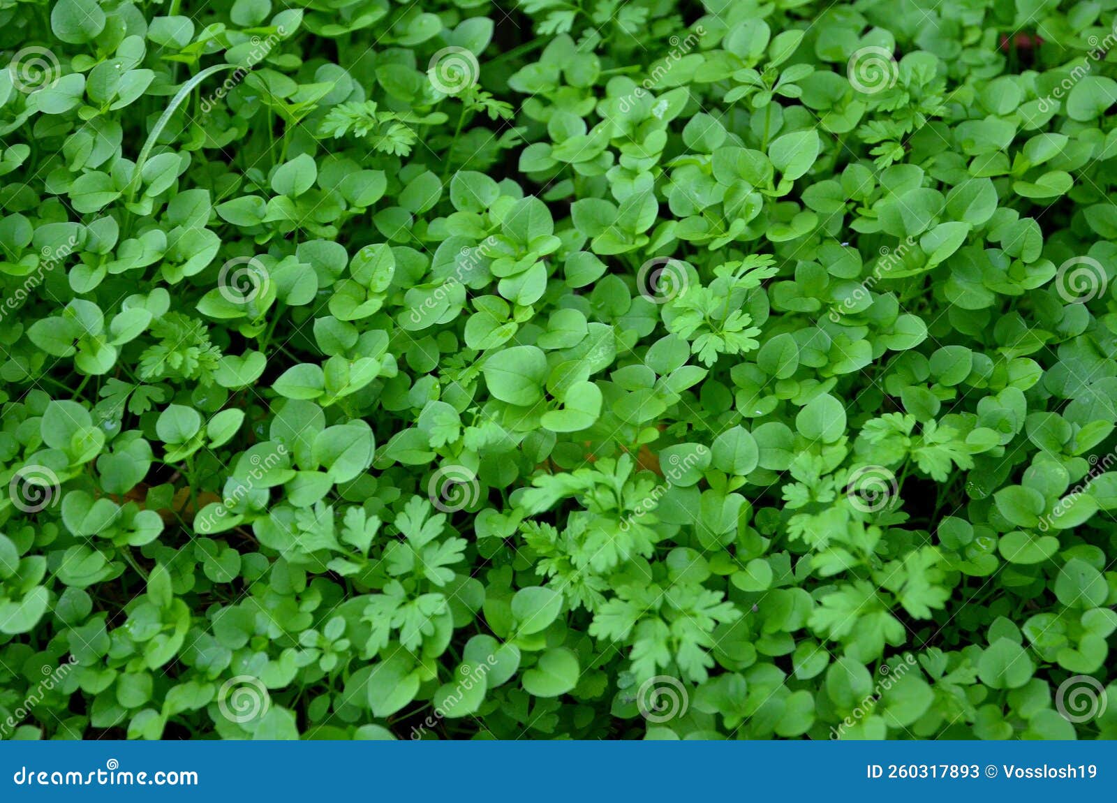 The Natural Background Consists of Many Small Green Grass. Stock Image