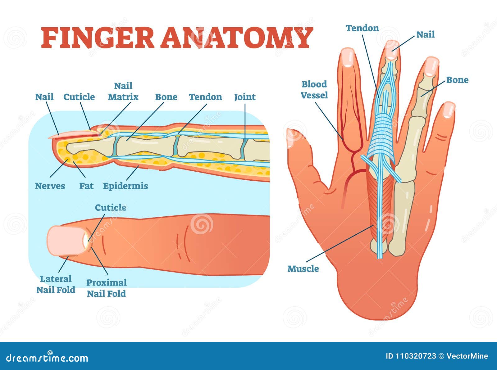 finger anatomy medical   with bones, muscle scheme and finger cross section.