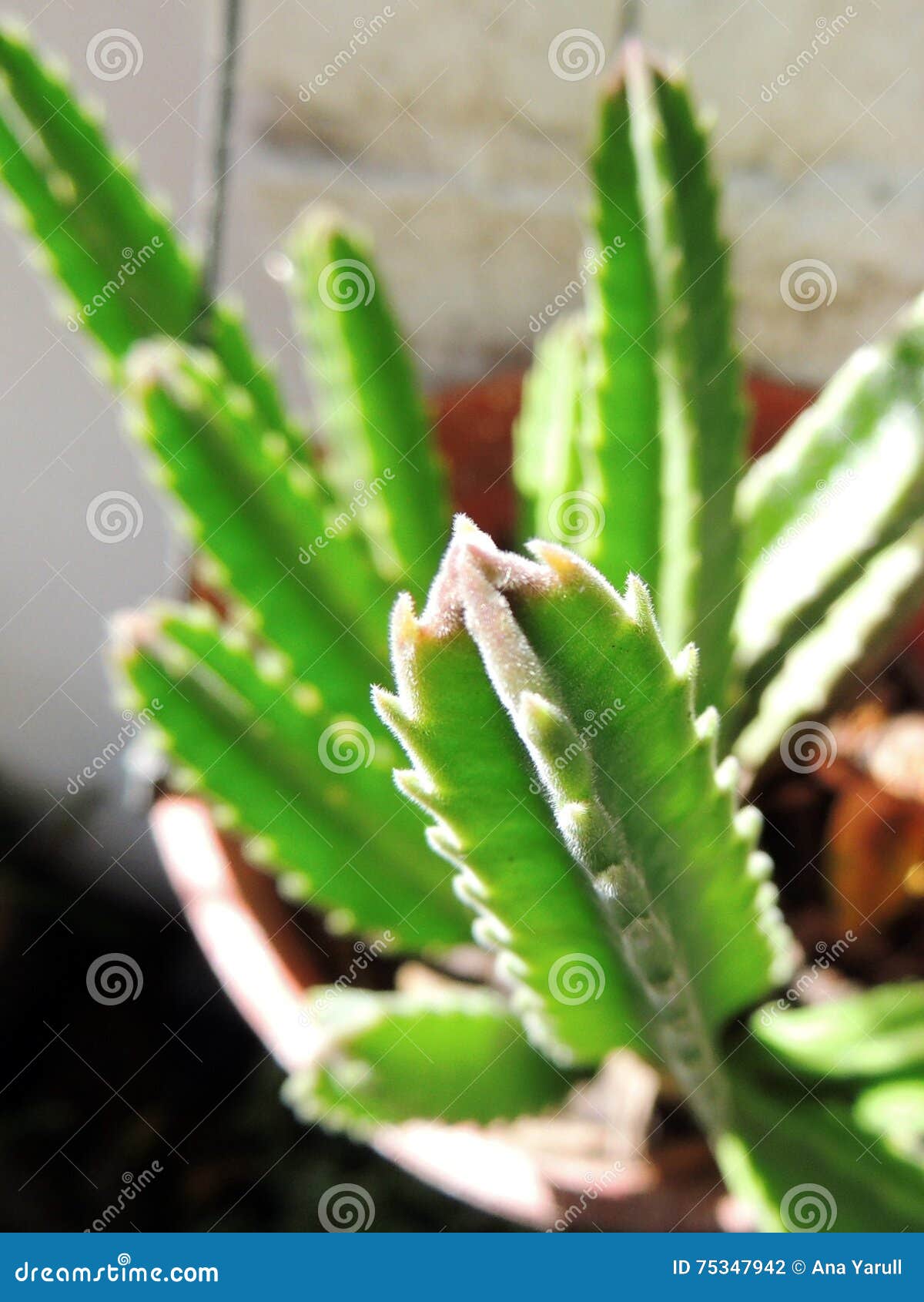 finger cactus