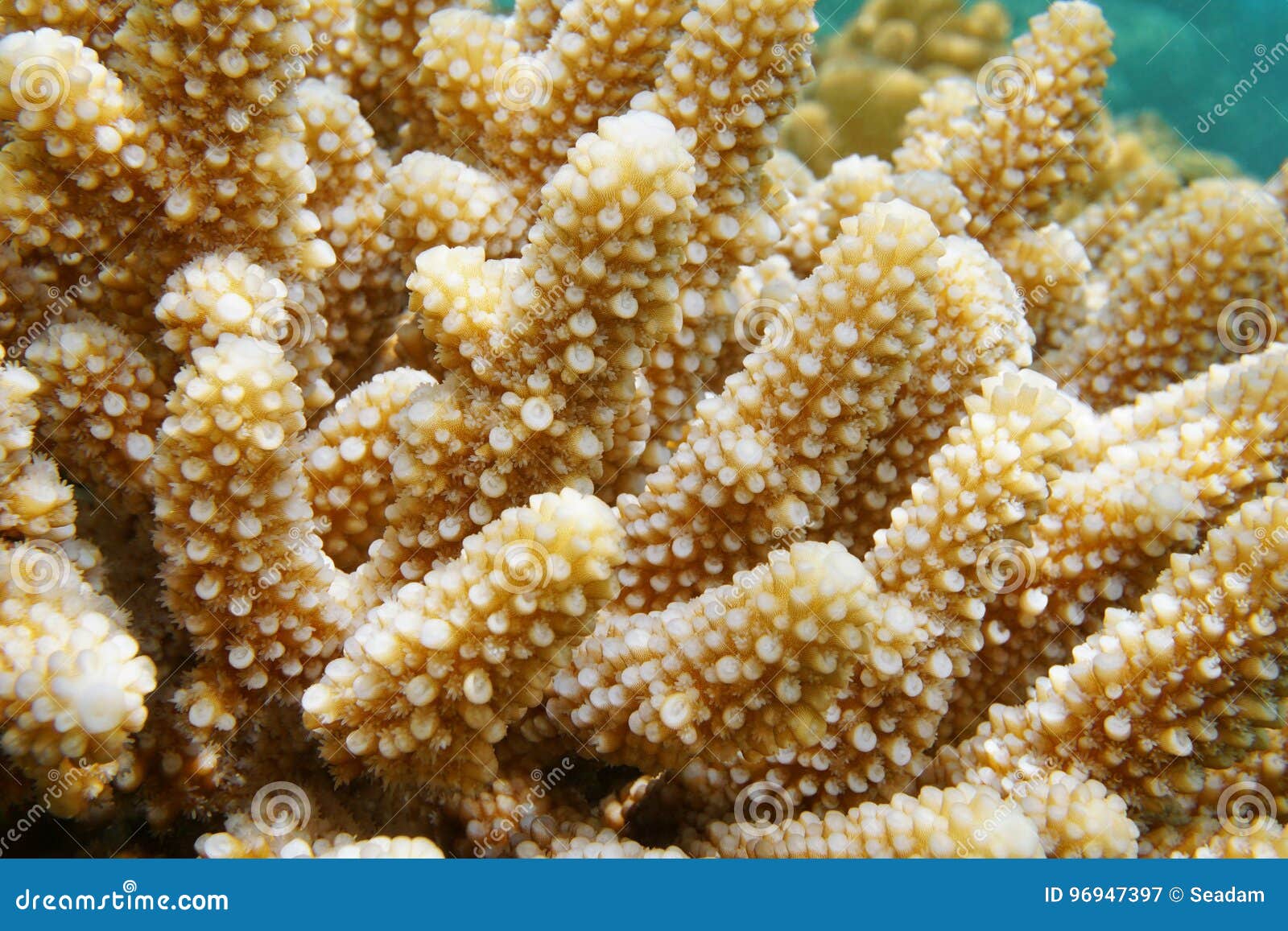 Finger Coral Acropora Humilis Pacific Ocean Stock Image - Image of ...