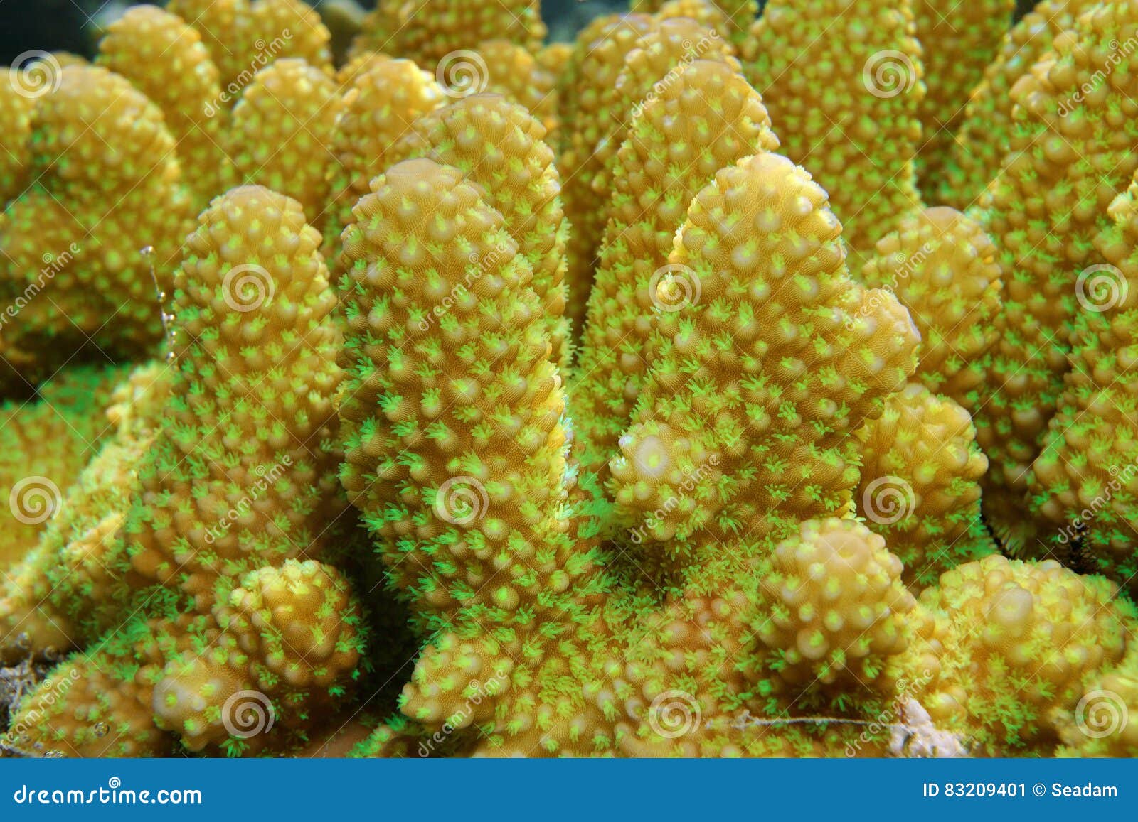 Finger Coral Close-up Acropora Humilis Stock Image - Image of macro ...
