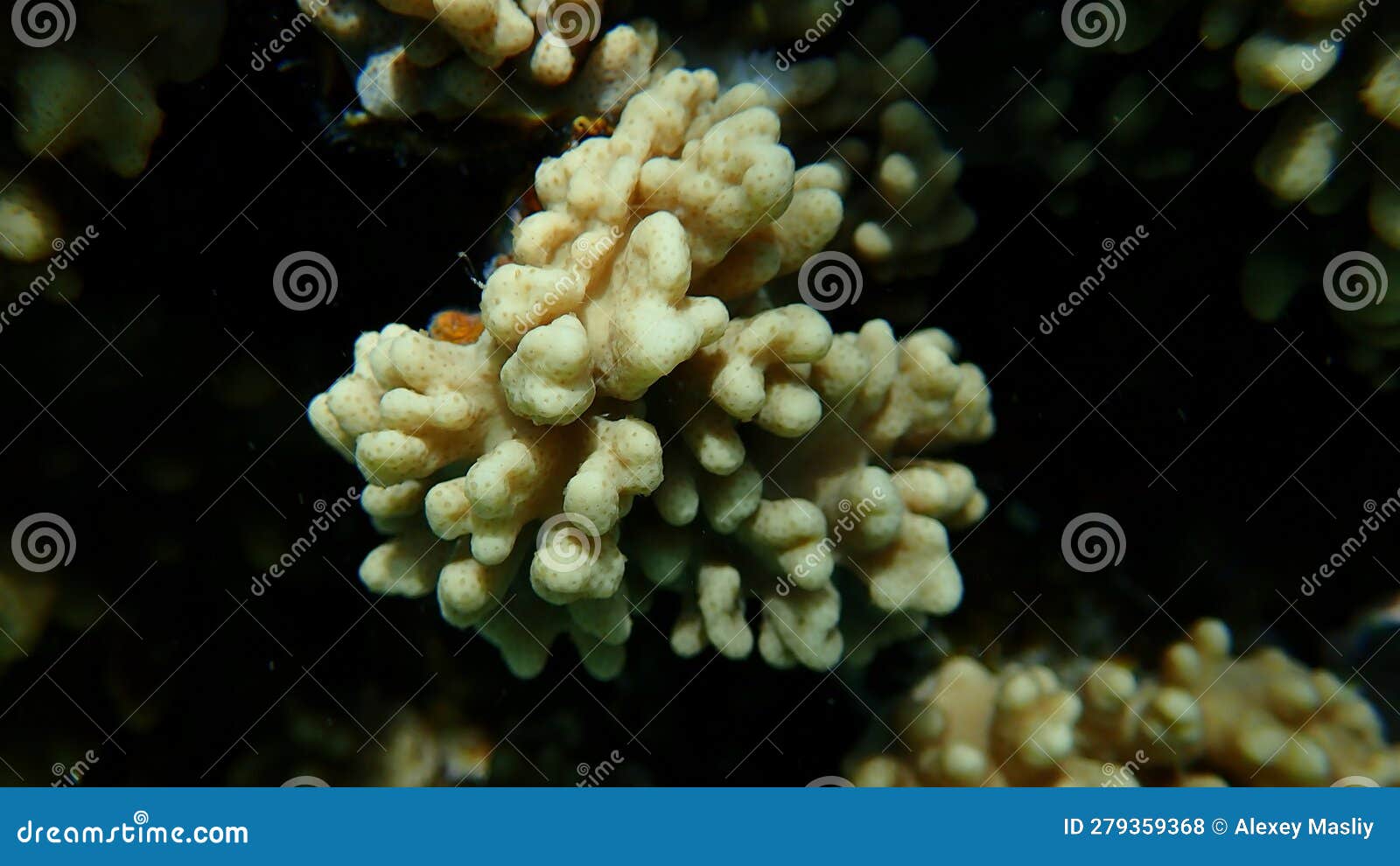 Finger-lobed Soft Coral (Sclerophytum Leptoclados) Close-up Undersea ...