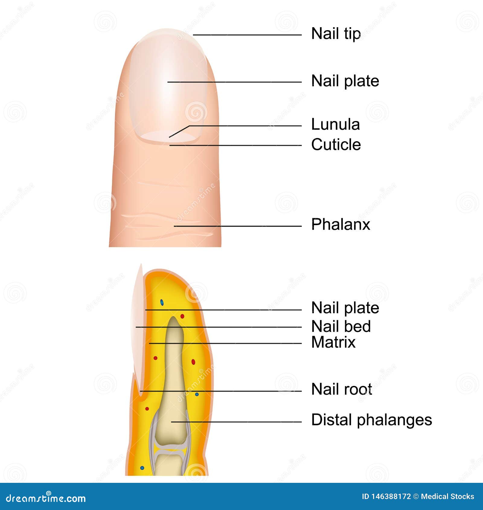 Nail Anatomy | Nail plate, Smile lines, Nails