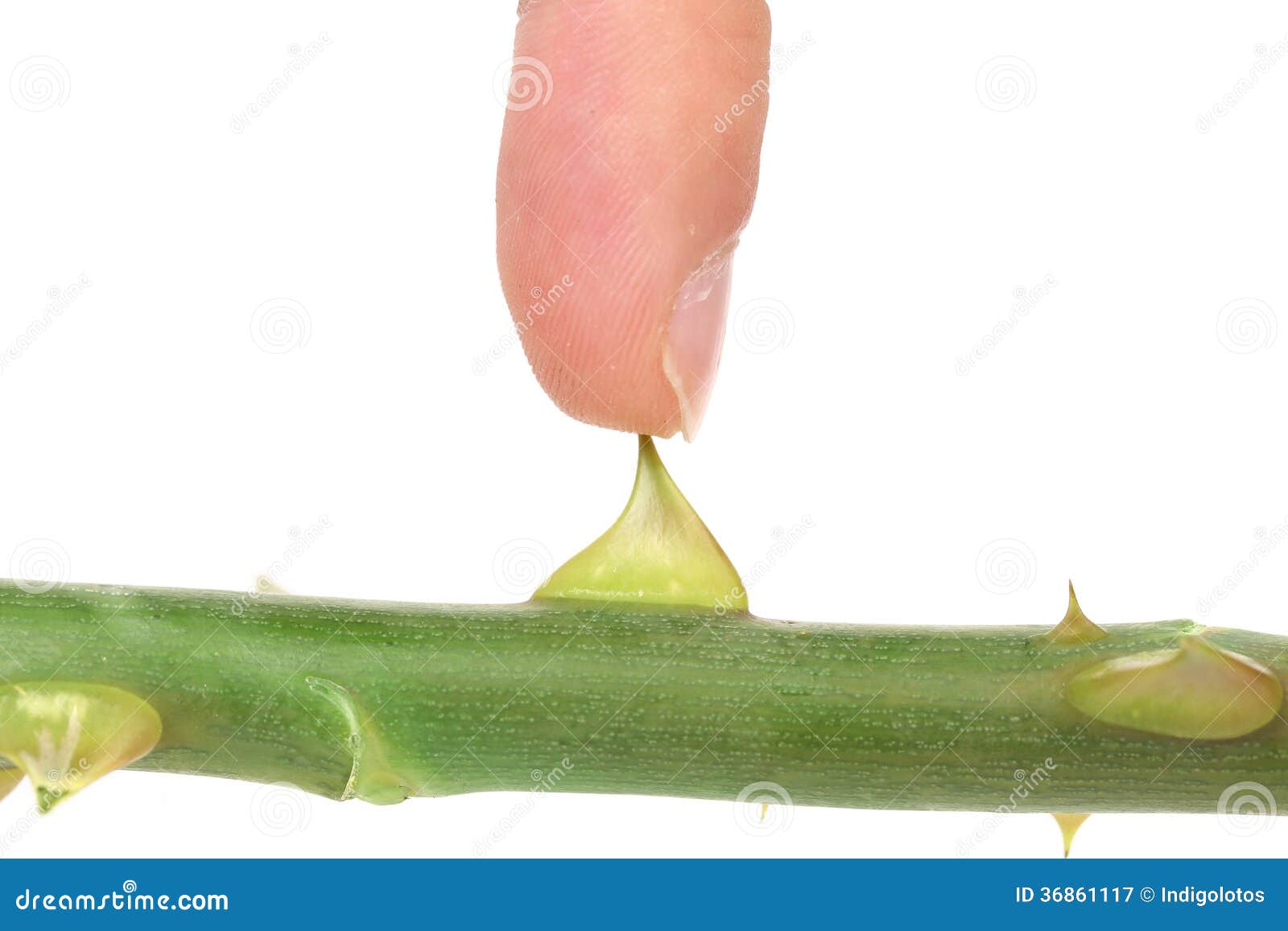 Finger touchs Rose thorn. stock image. Image of yellow 36861117