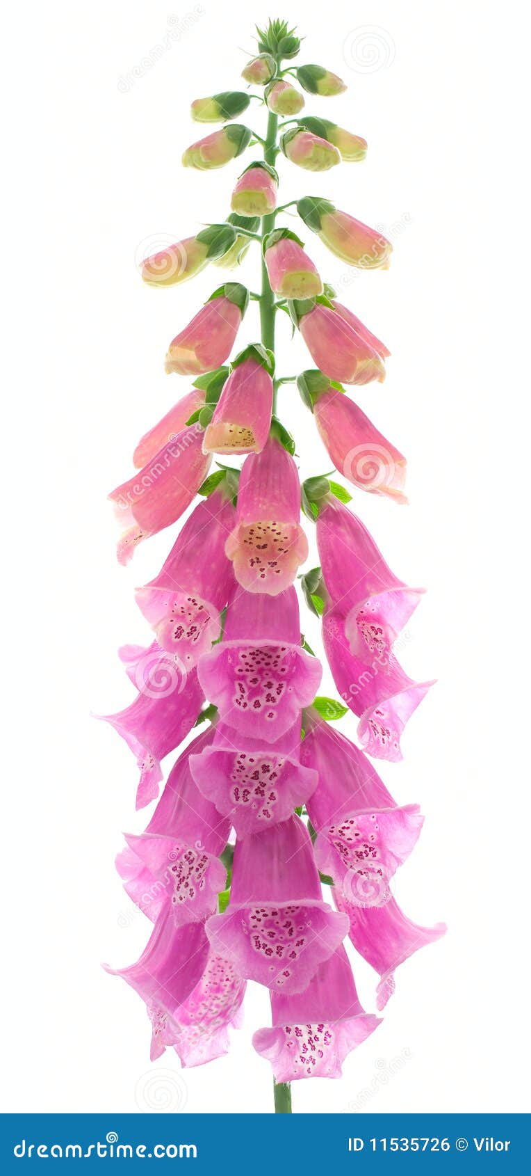 Fingerhut stockfoto. Bild von botanik, einzeln, garten 11535726