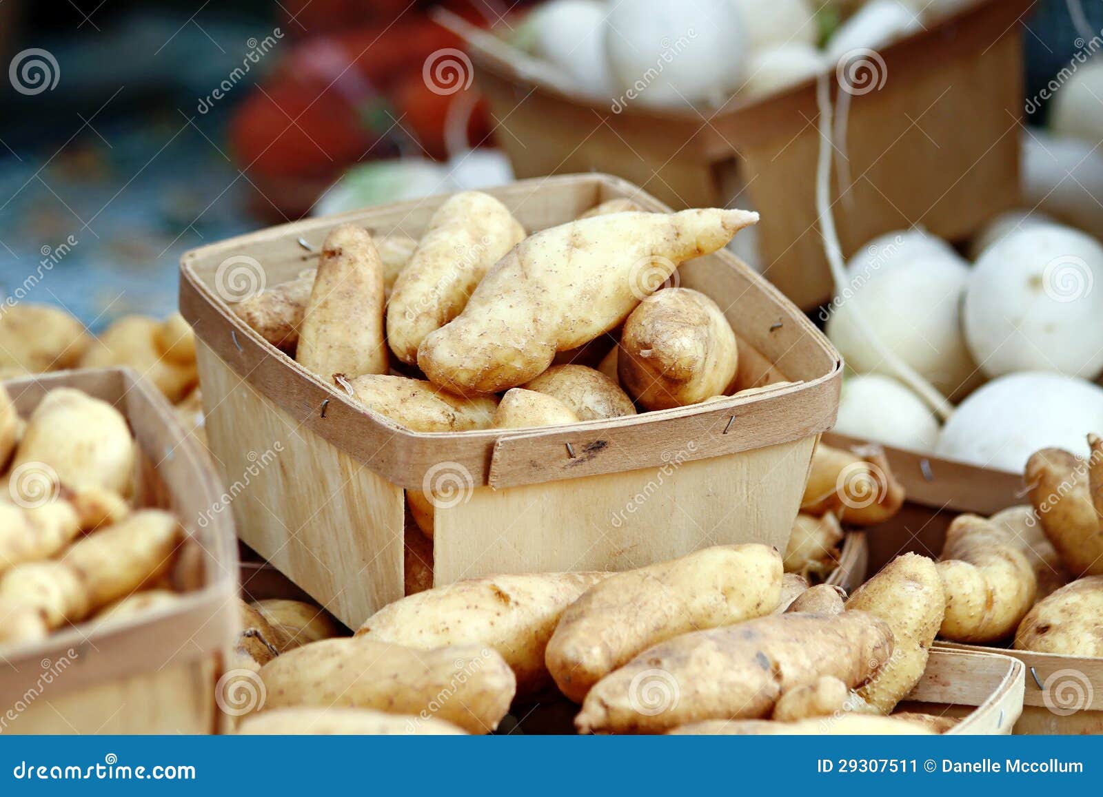 Fingerling Potatoes stock image. Image of root, healthy 29307511