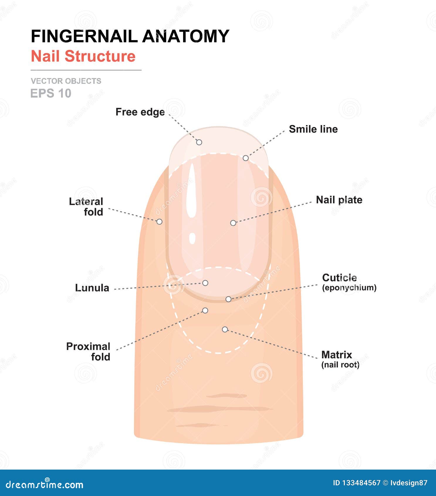 fingernail anatomy. structure of human nail. science of human body. anatomical training poster