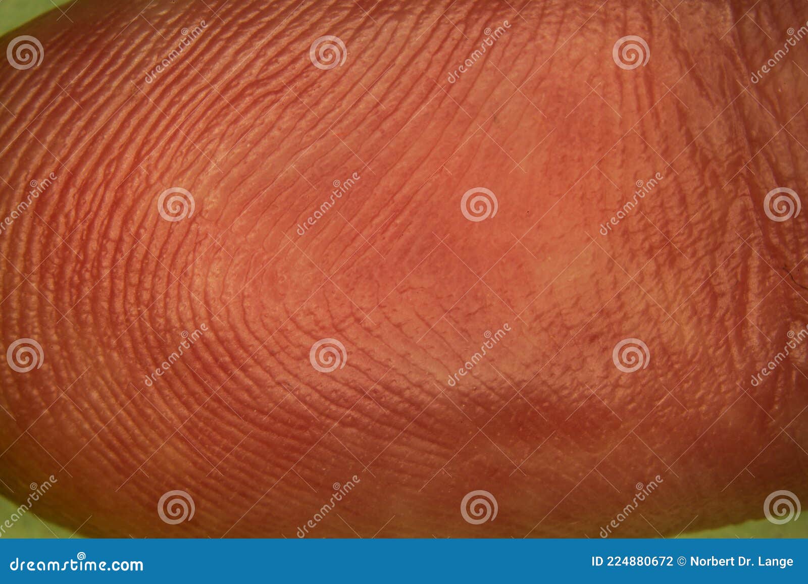 Fingertip With Papillary Lines Stock Photo Image of skin, feel 224880672