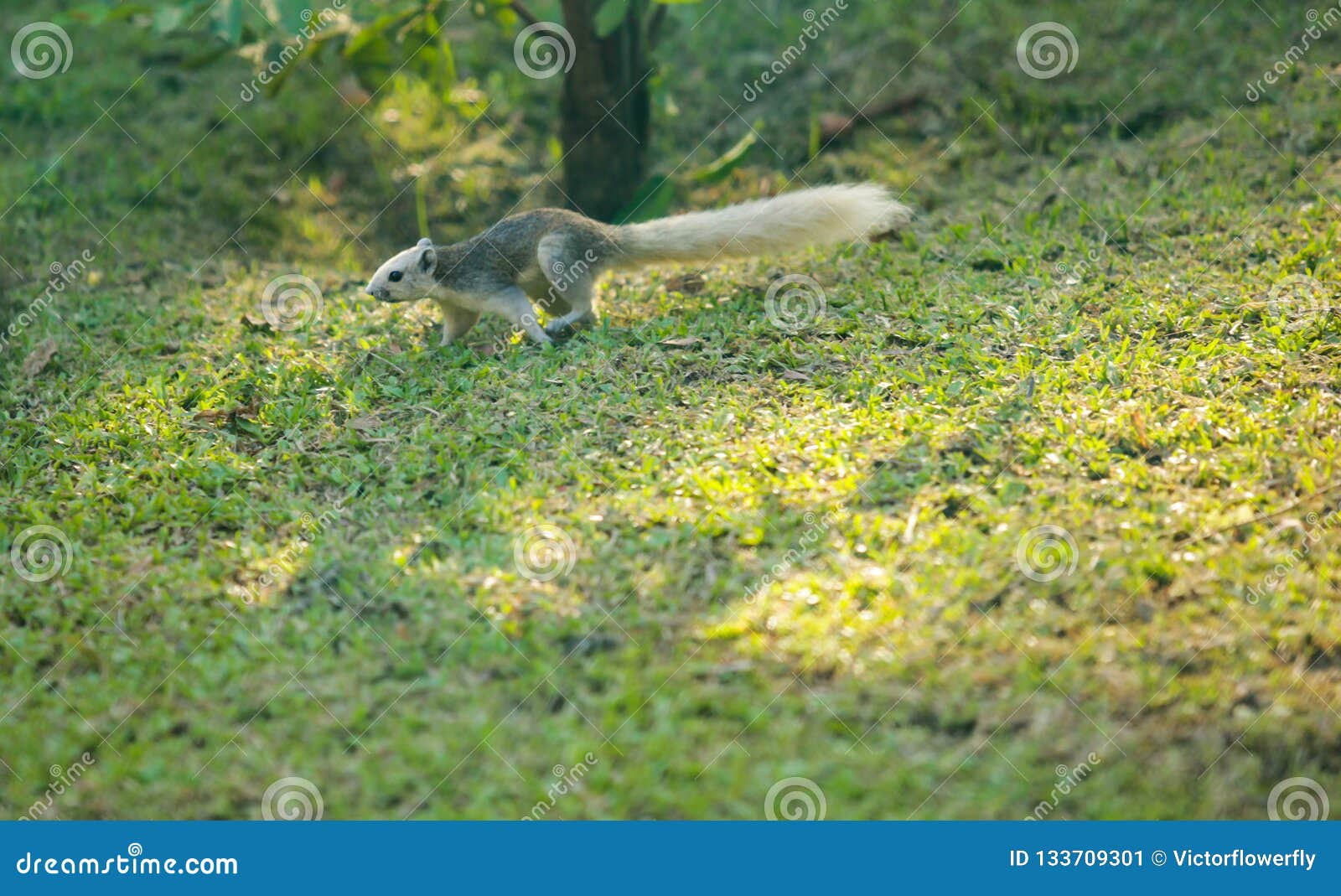 finlayson`s squirrel the variable squirrel is canopy-dweller rodent, normally feeding on fruit, in southeast asia. it inhabits a