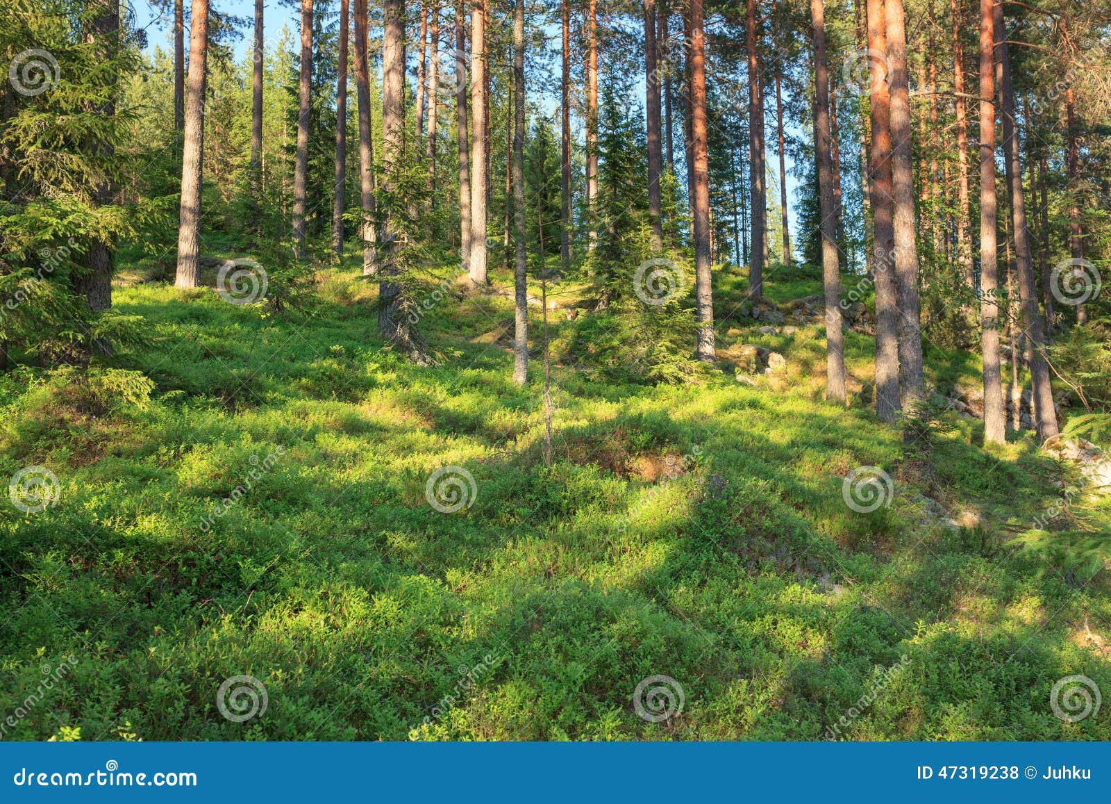 finnish forest at summer