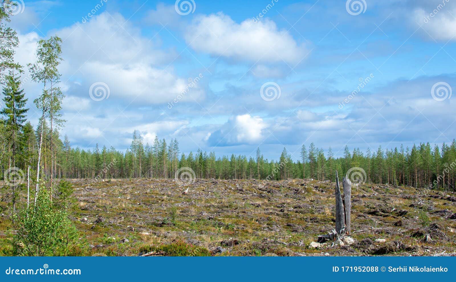 Finnish Forest. a Territory with Cut Down Trees Prepared for Planting a