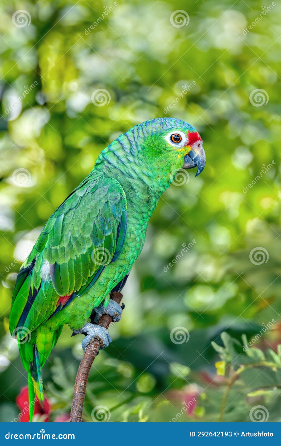 finschs parakeet - psittacara finschi, refugio de vida silvestre cano negro, wildlife and bird watching in costa rica
