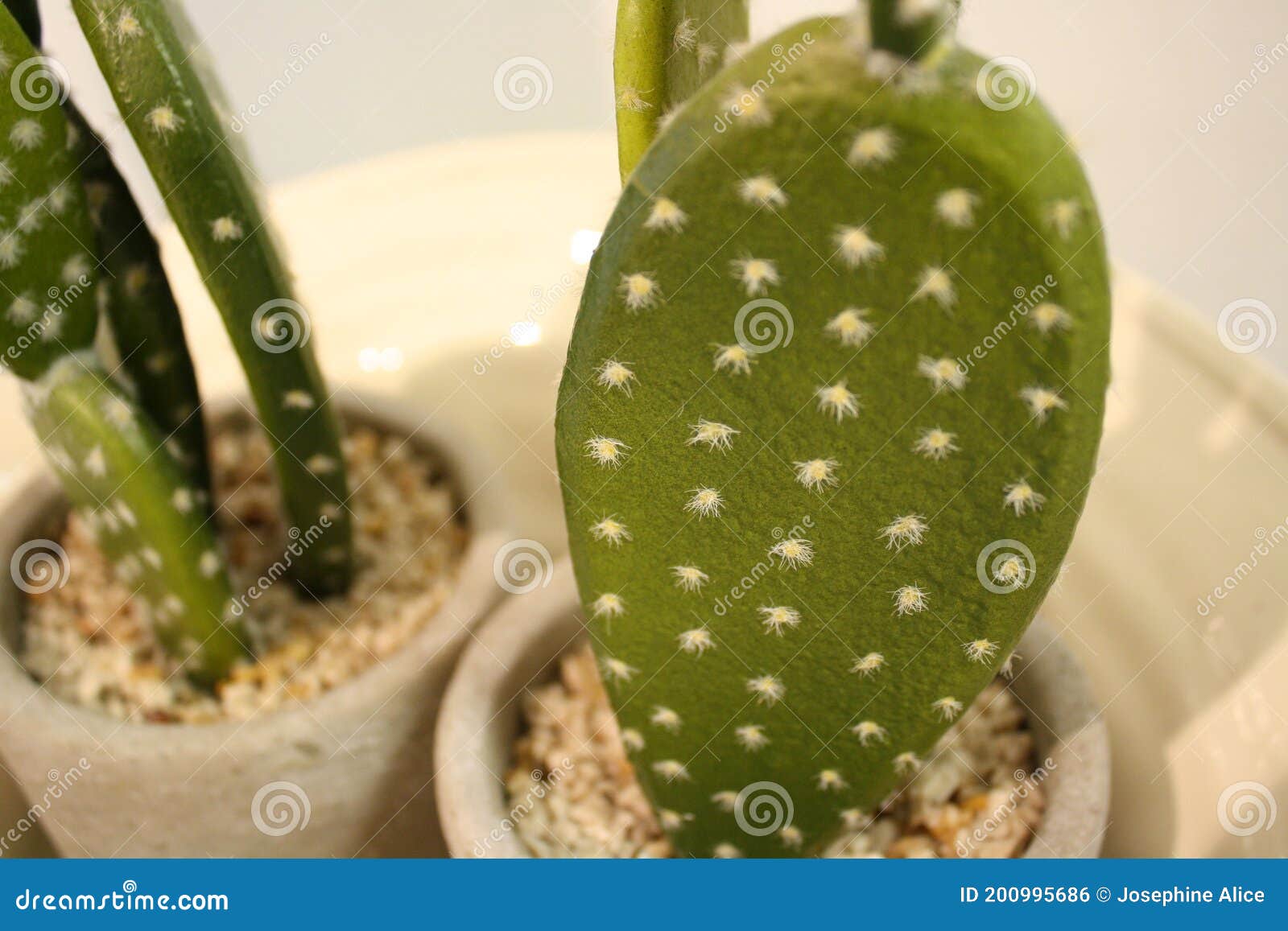 Finto Mini Cactus Per Decorazione in Interni Fotografia Stock