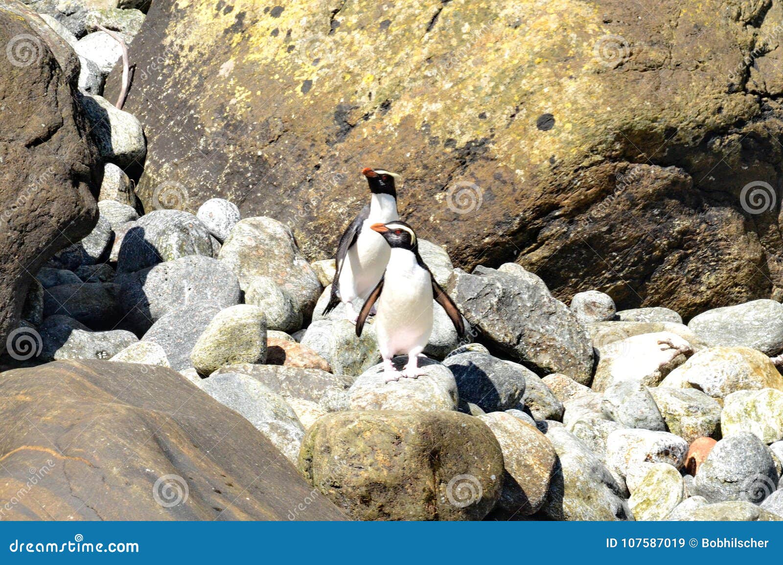 Fjordland Crested Penguin Ansichtskarte Neuseeland 