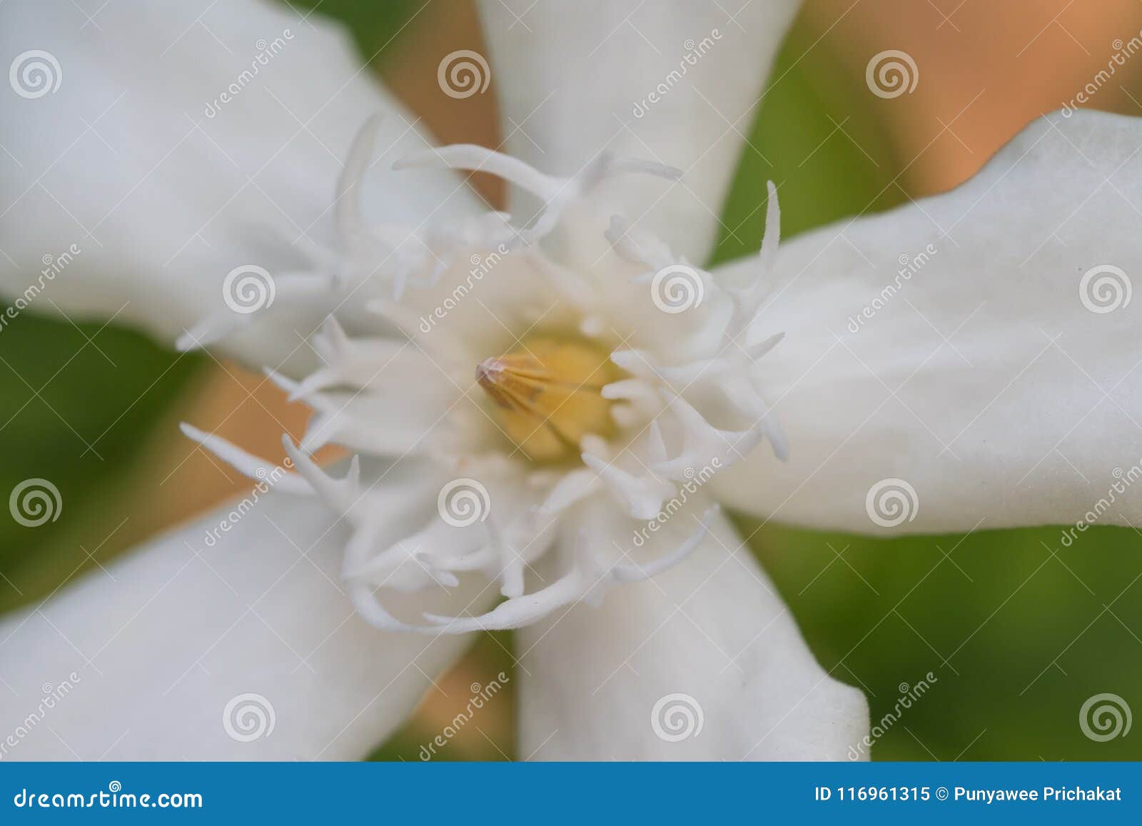 Fiore bianco con la macro. Fiore bianco sulla stagione primaverile con il macro dettaglio