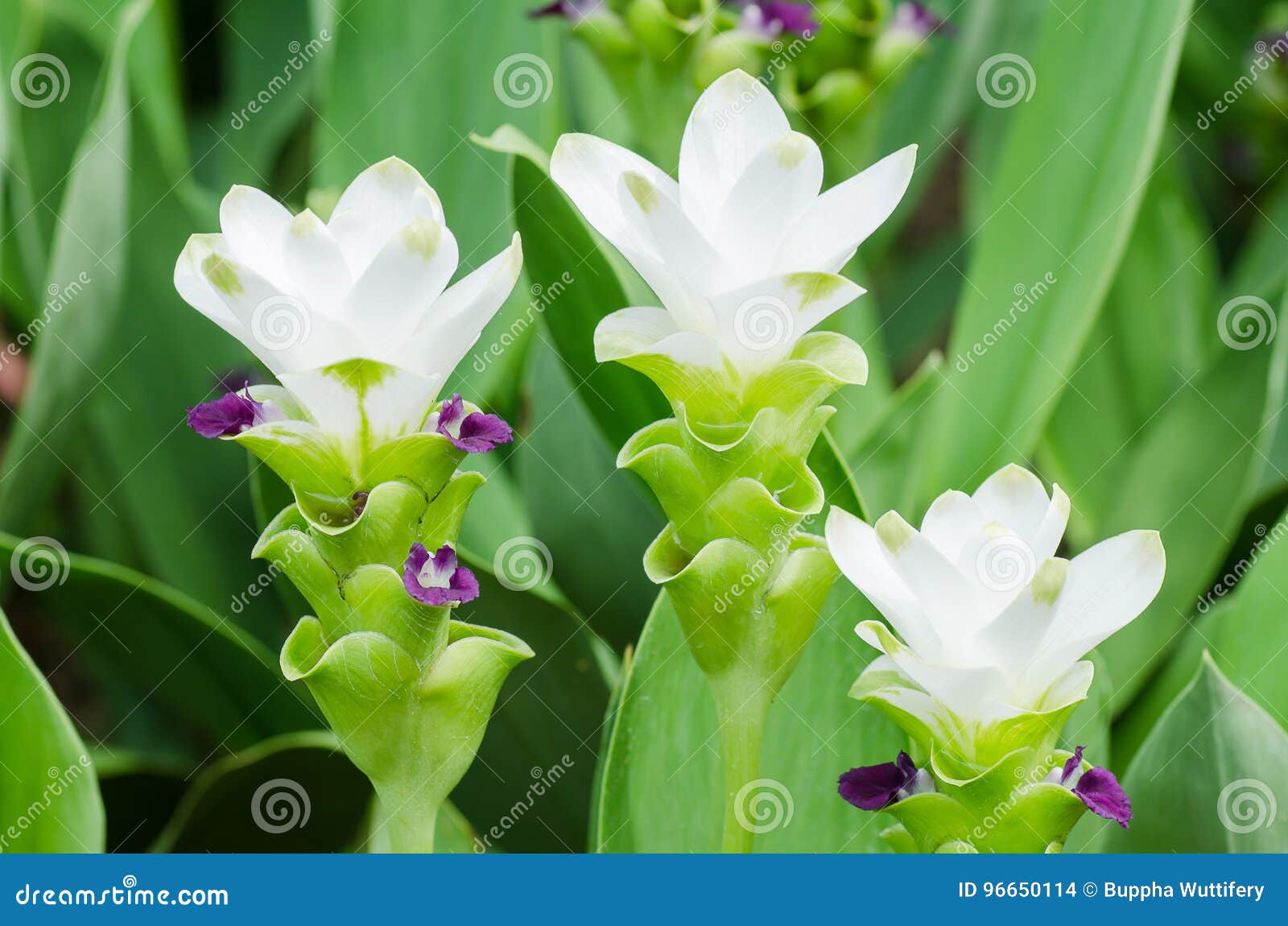 Fiore Bianco Della Curcuma Fotografia Stock Immagine Di Bello