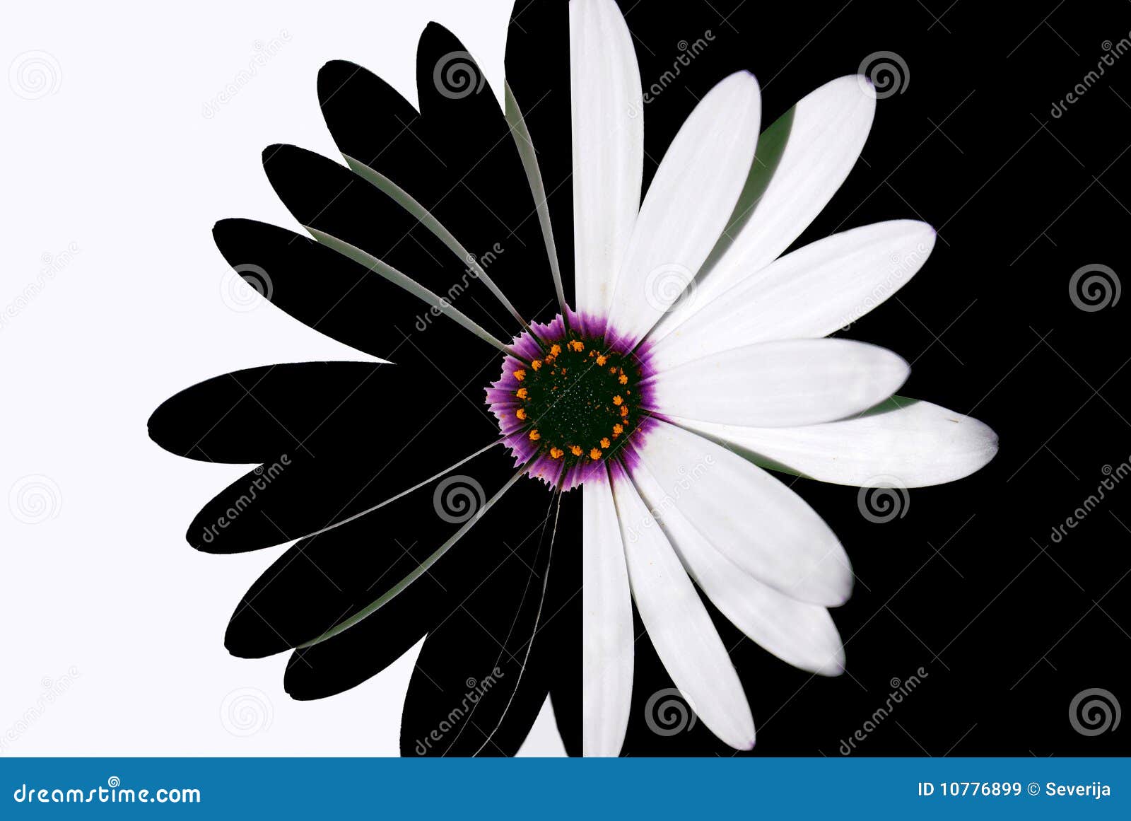 Fiore In Bianco E Nero Immagine Stock Immagine Di Fioritura 10776899