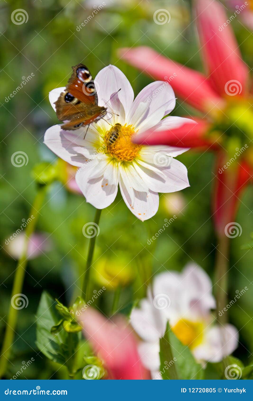 I Fiori Da Piantare Per Attirare Api E Farfalle - Donna Moderna - Foto 12