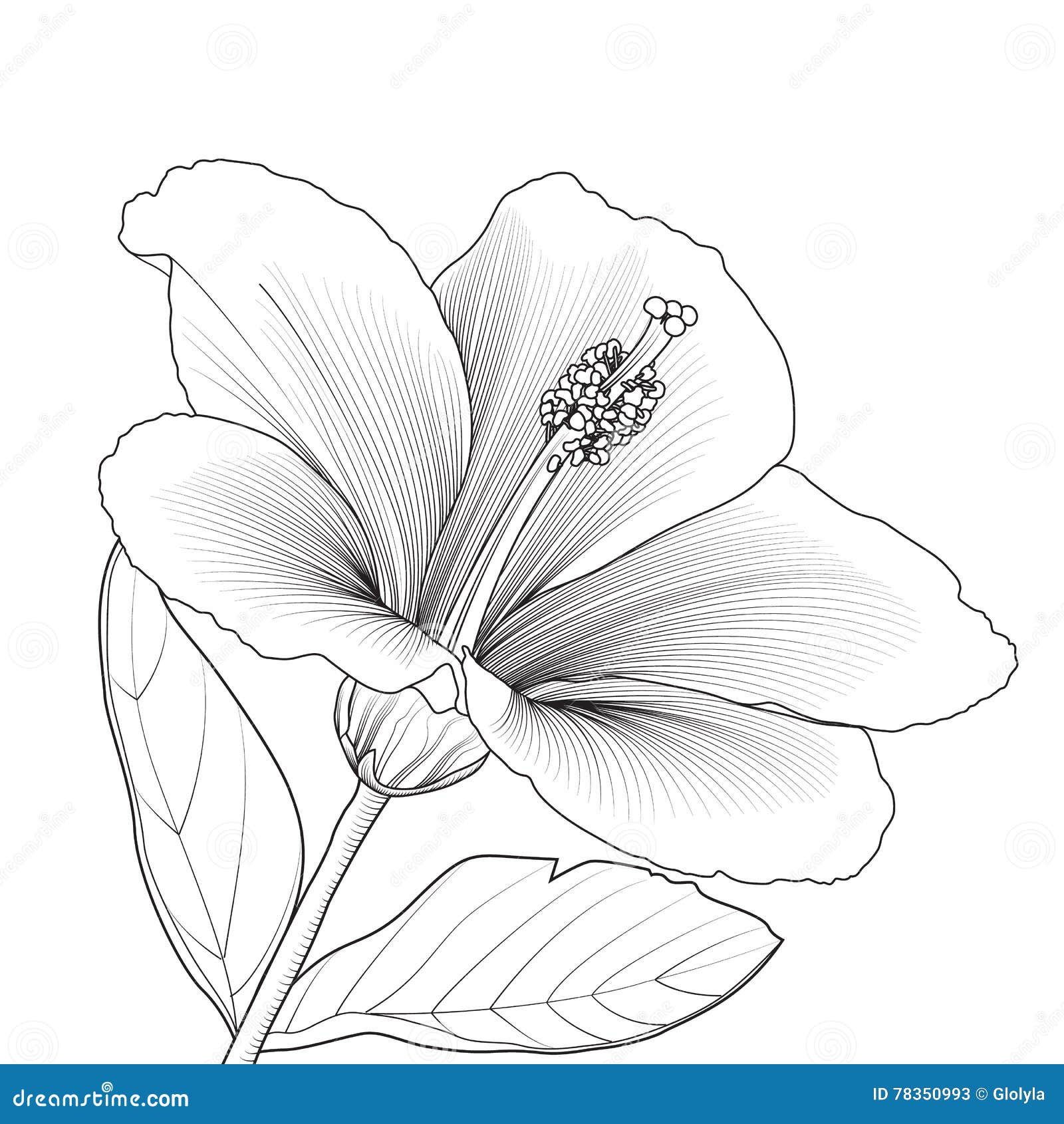 Fiore del fiore dell ibisco Libera da Diritti