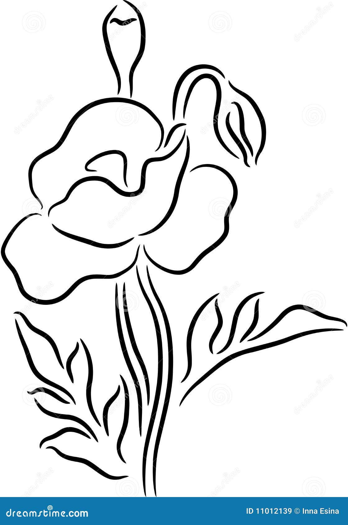 Fiore del papavero Libera da Diritti