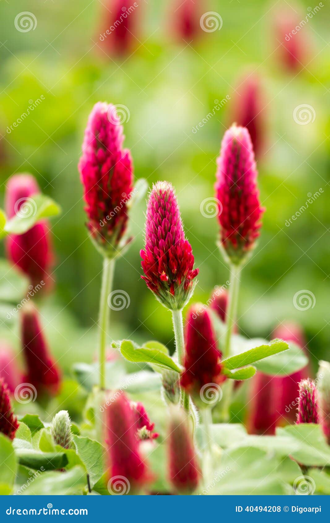 Fiore Del Trifoglio Incarnato Fotografia Stock Immagine Di Italiano Idyll 40494208