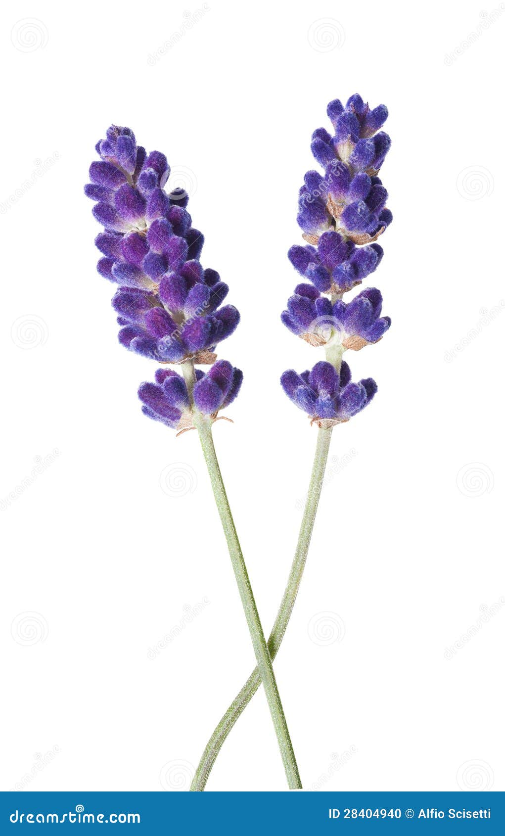 Fiore Della Lavanda Fotografia Stock Immagine Di Distendasi 28404940