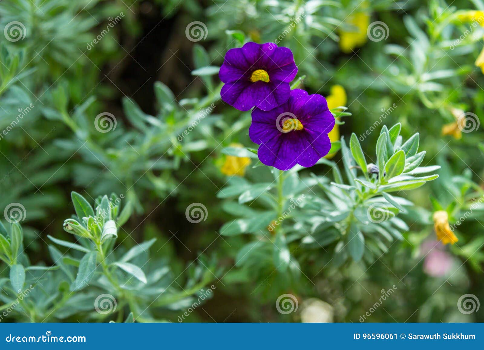 Fiore della petunia nel giardino, nei precedenti della natura o nella carta da parati
