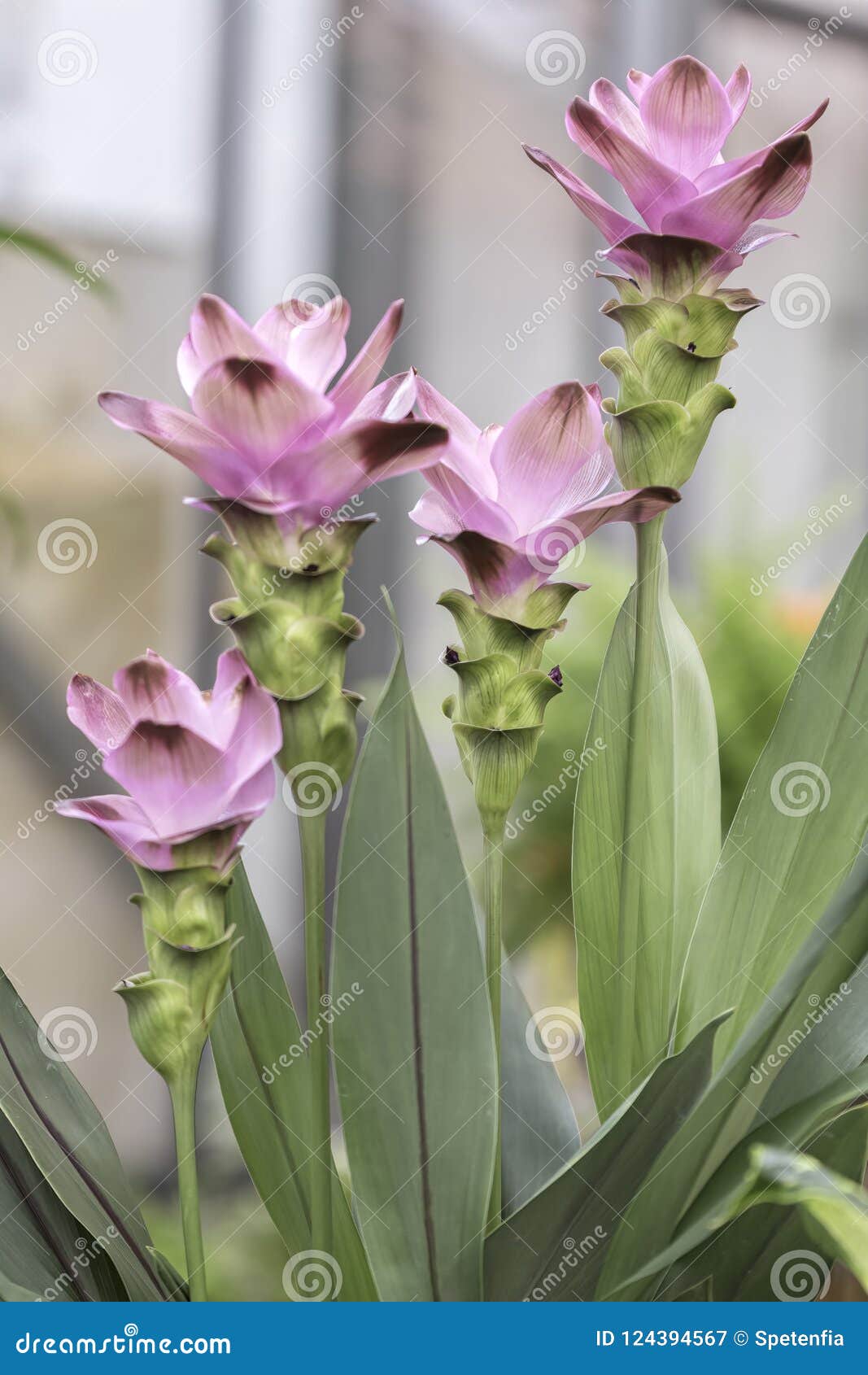 Fiore Della Pianta Della Curcuma Immagine Stock Immagine Di Alimento Nave