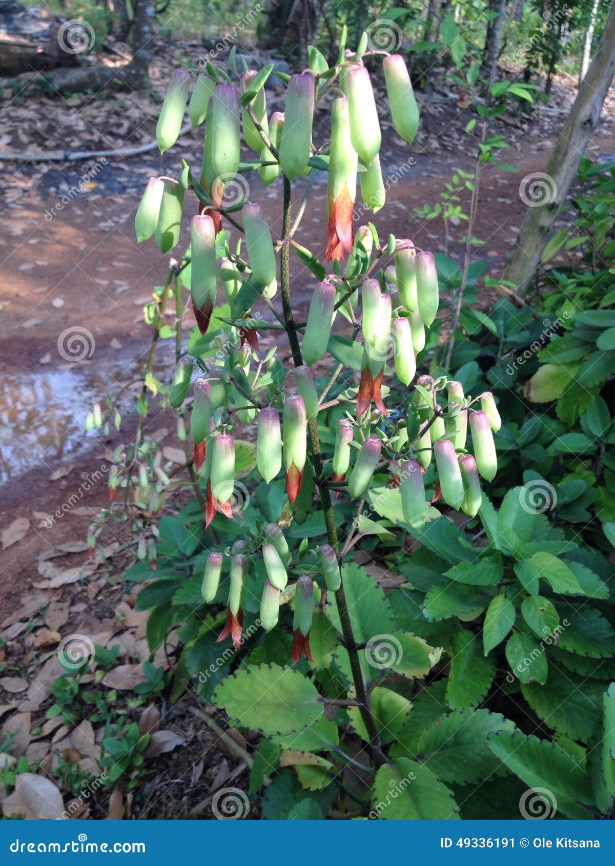 Fiore della pianta di aria immagine stock. Immagine di immagine - 49336191