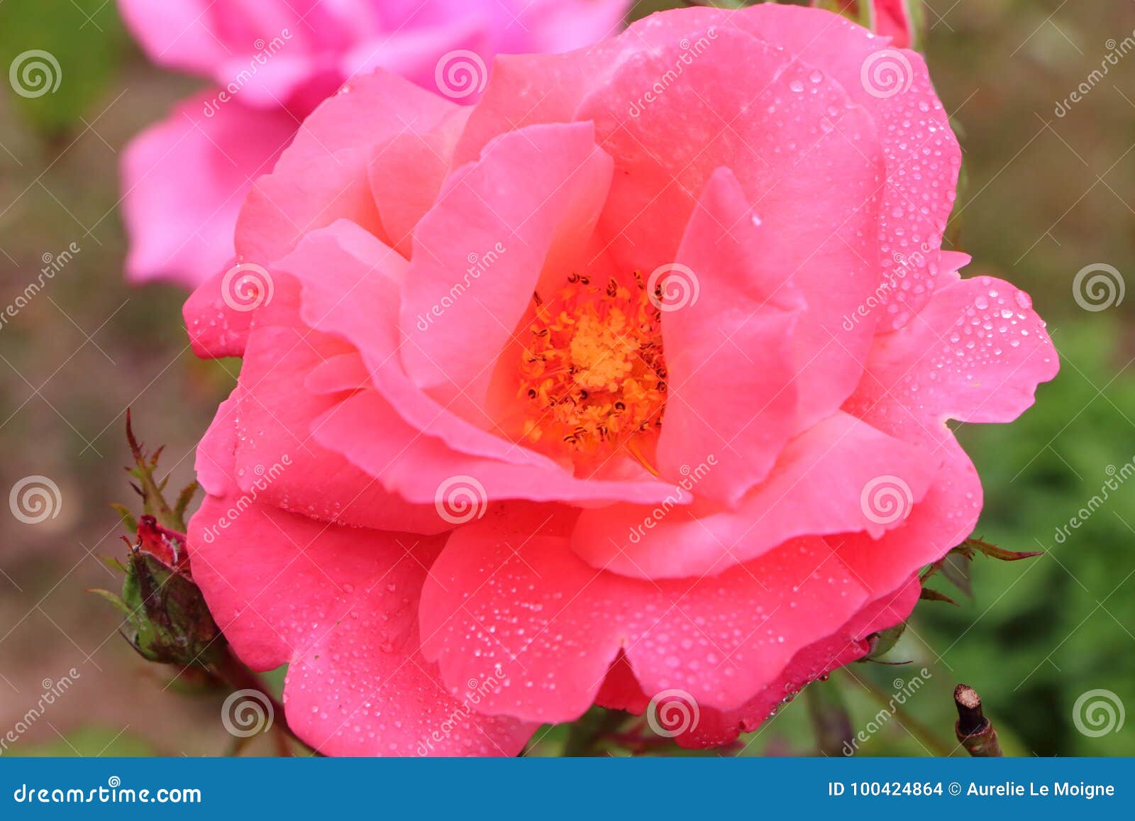 Fiore Della Rosa Di Rosa in Un Giardino Fotografia Stock - Immagine di ...