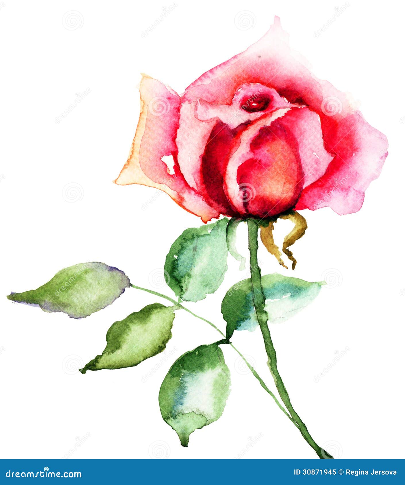 Fiore della rosa rossa illustrazione di stock. Illustrazione di floreale -  30871945