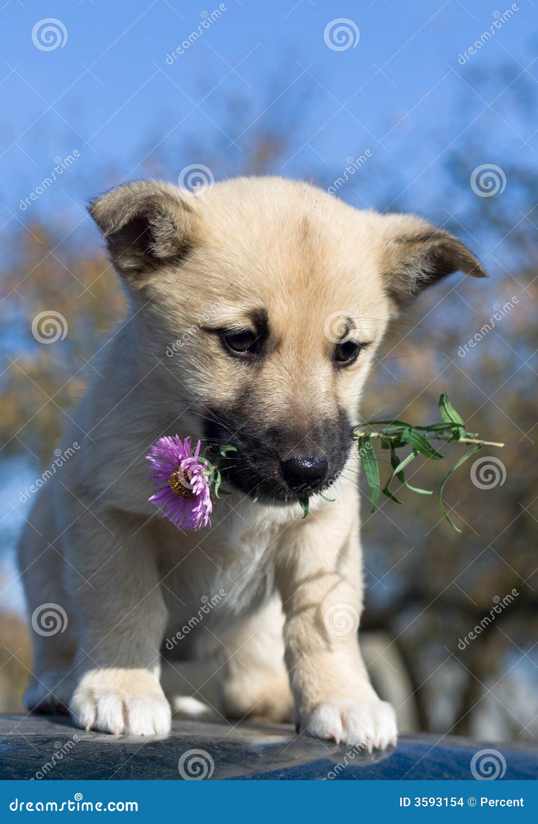 Fiore Della Stretta Del Cane in Bocca 2 Fotografia Stock Immagine di
