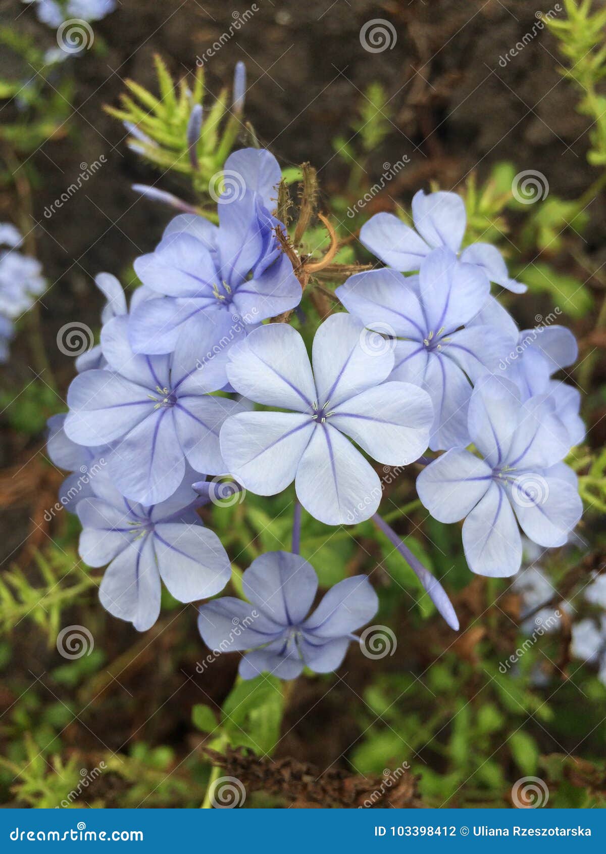 Fiore delle isole Canarie blu. Una floricultura blu sulle isole di Canarias ` s realmente un insolito per la flora delle isole Canarie