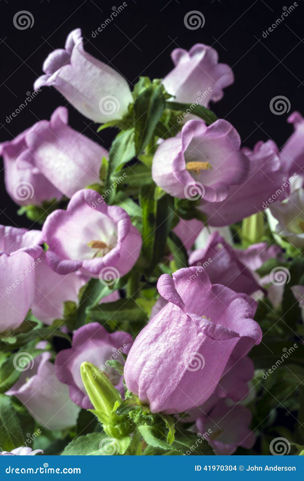 Fiore Di Campana Rosa Di Canterbury Fotografia Stock Immagine Di Flange Flangia 41970304