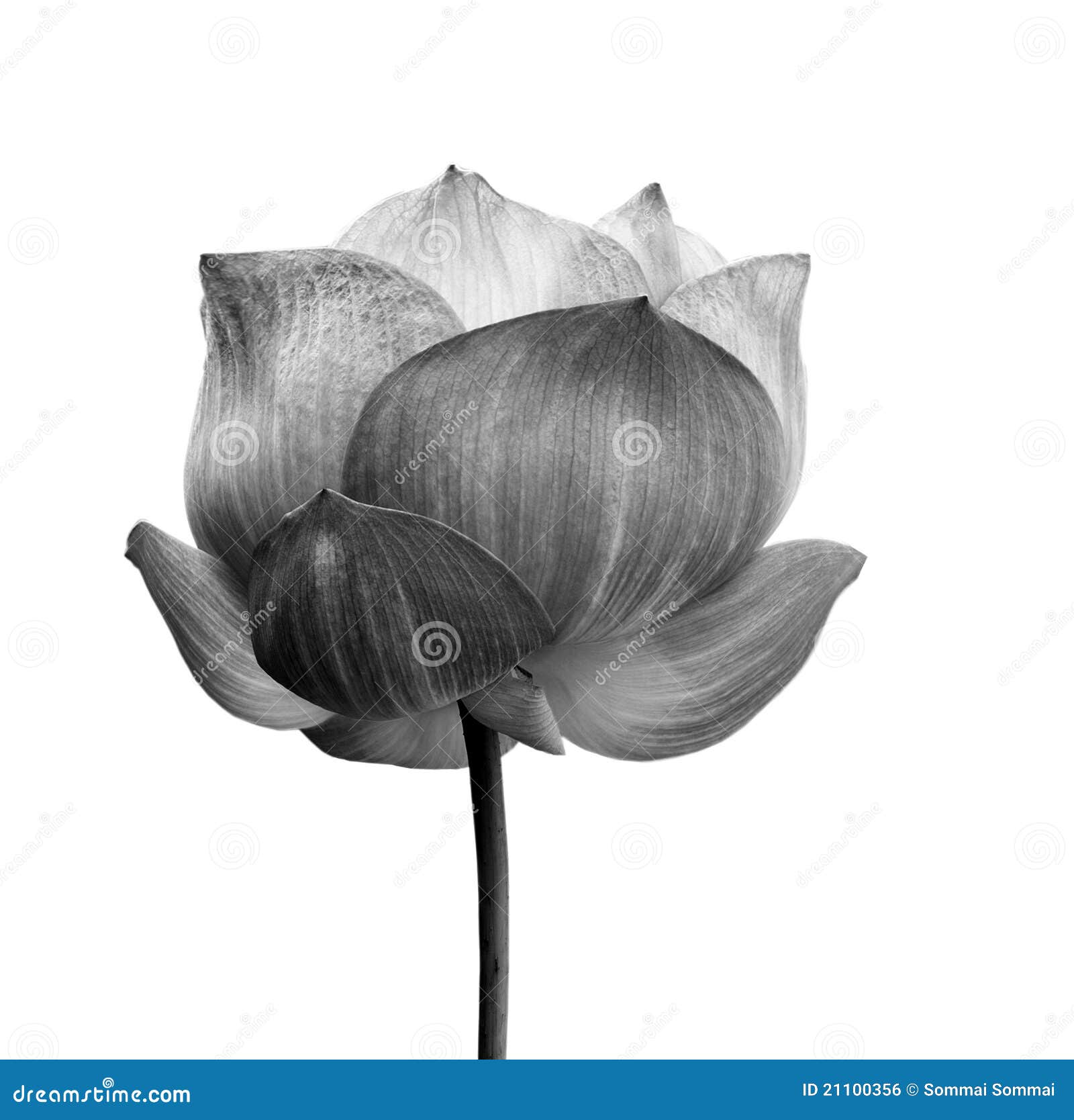 Fiore Di Loto In In Bianco E Nero Isolato Fotografia Stock