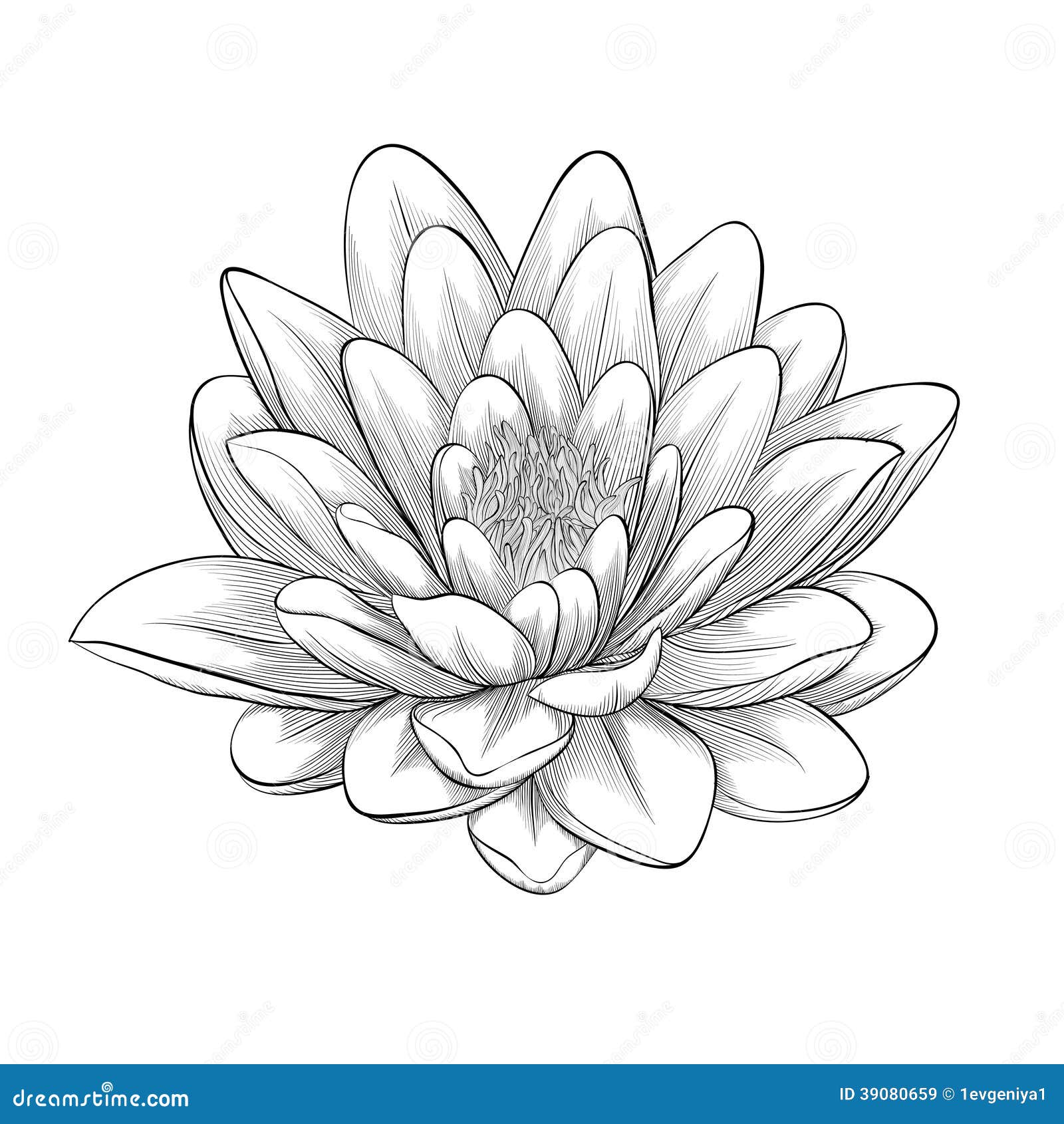 Fiore Di Loto In Bianco E Nero Isolato Illustrazione Di