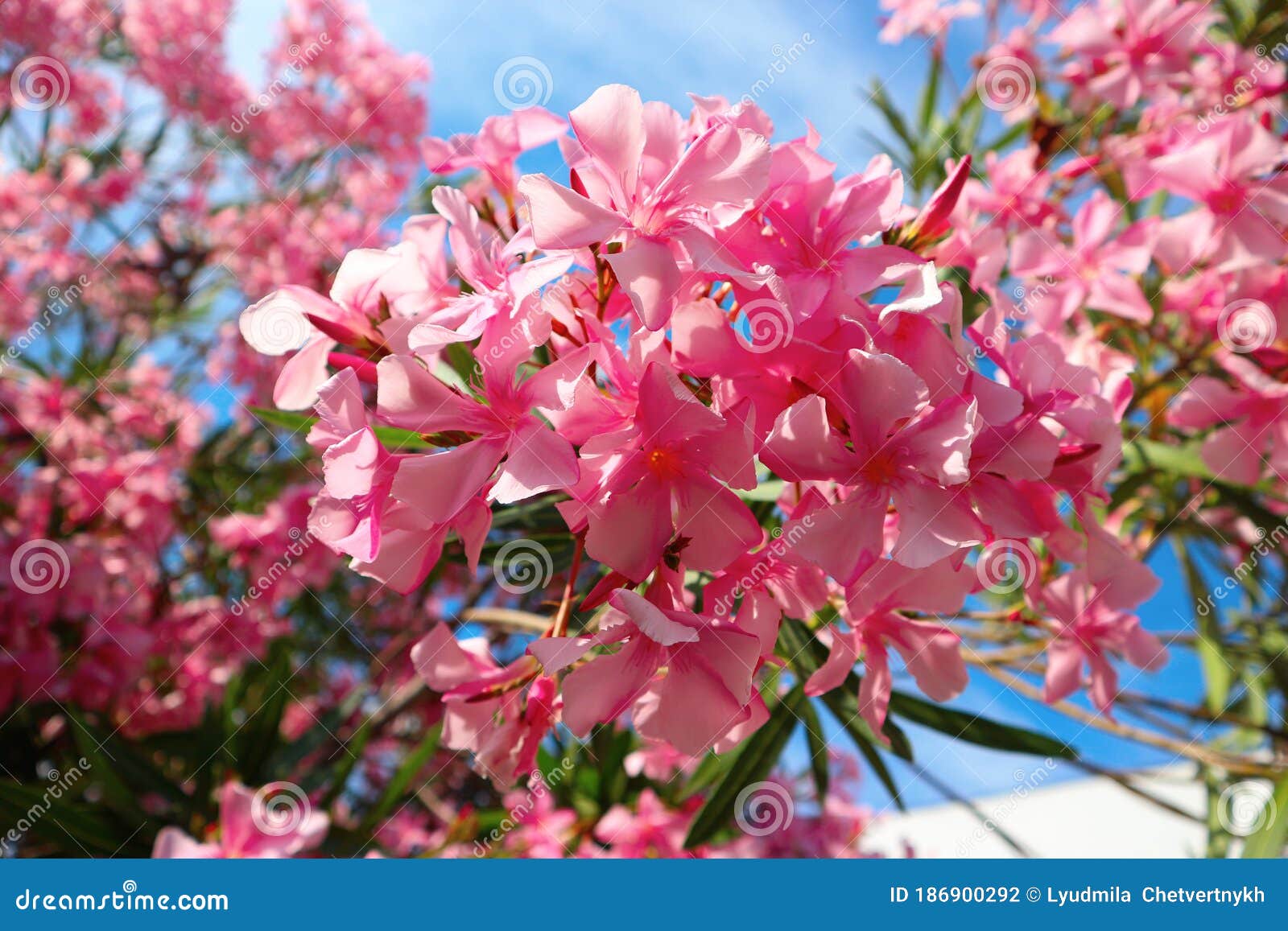 Primo Piano Di Un Fiore Rosso Scuro Dell'ibisco Immagine Stock - Foto 7