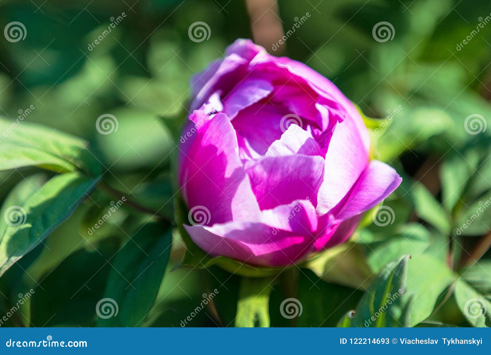 Fiore di rosso della peonia. Il fiore della peonia nel giardino botanico ha fiorito