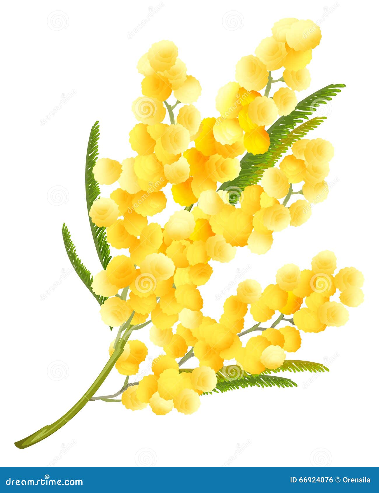 Risultati immagini per mimosa fiore