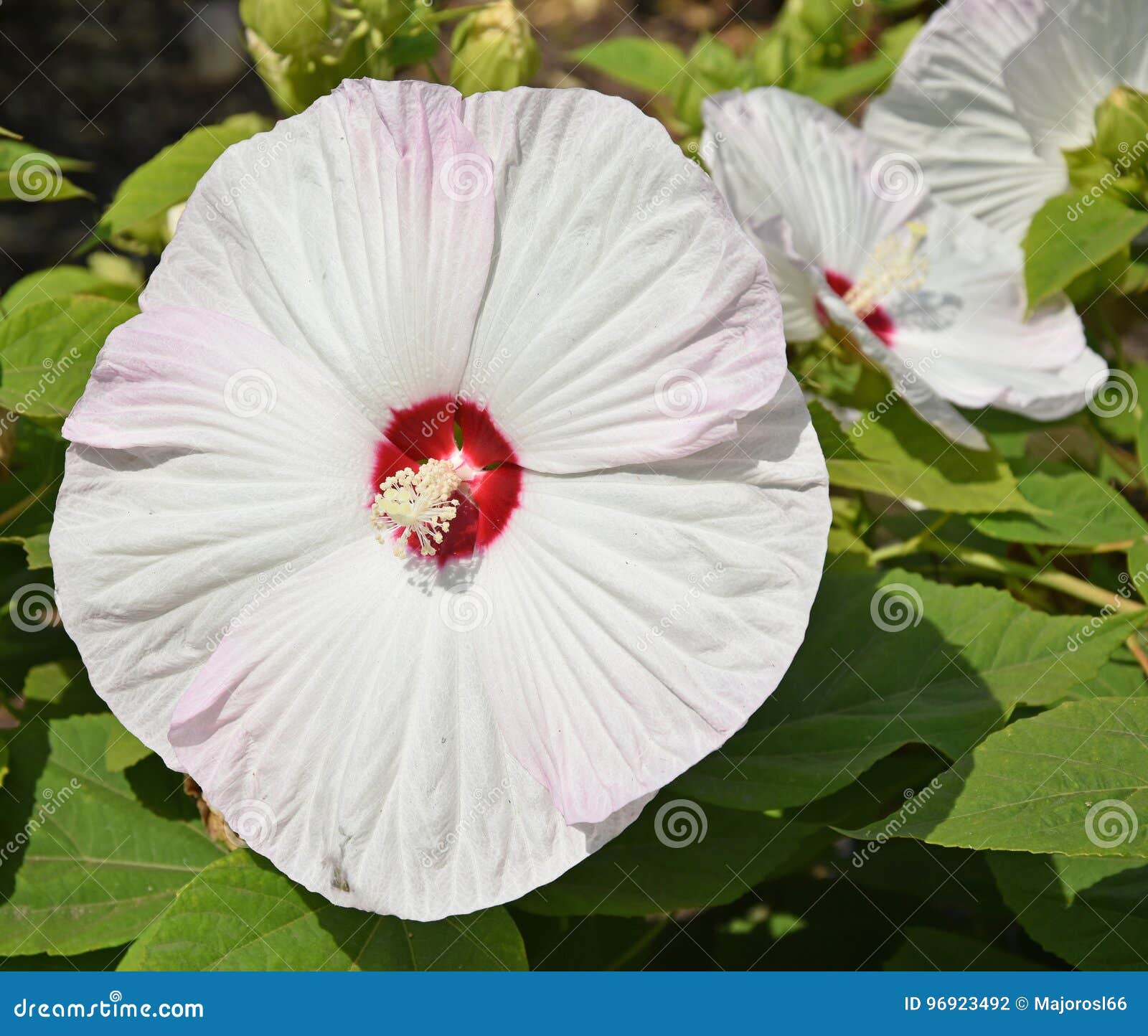 Fiore gigante della malva fotografia stock. Immagine di pianta - 96923492