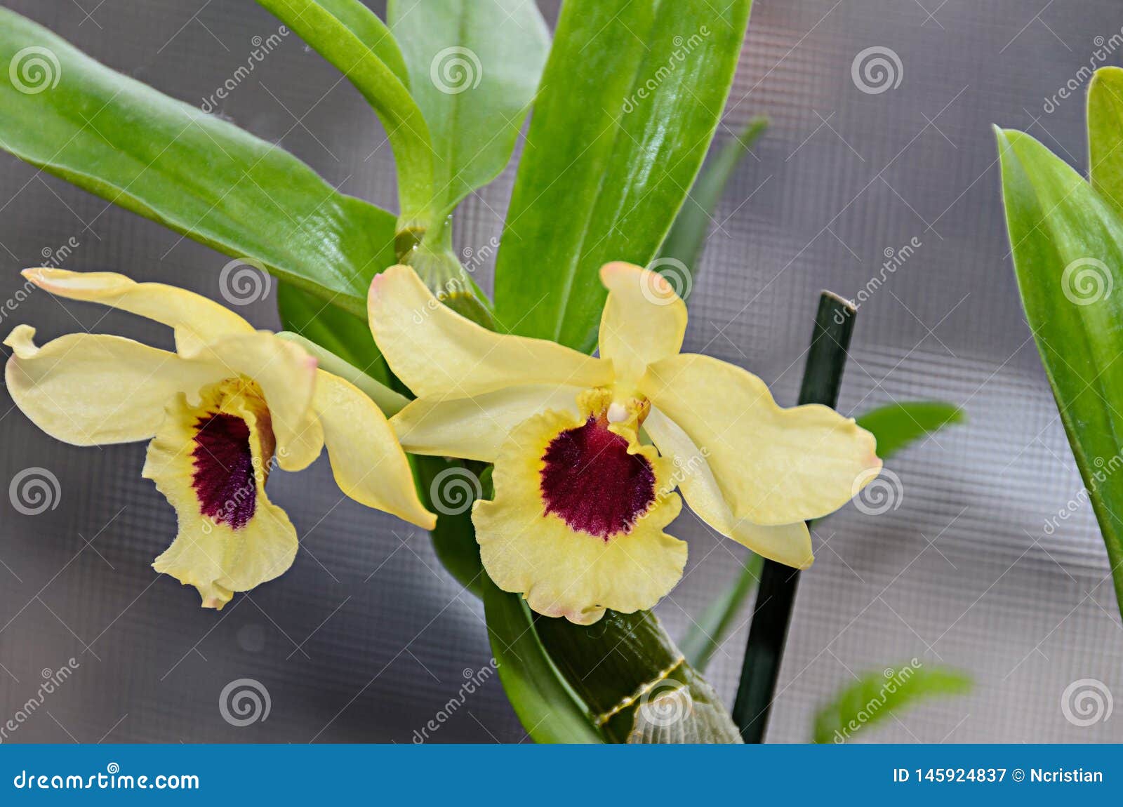 Fiore Imperiale Giallo Del Ramo Dell'orchidea, Dendrobium Frieda Bratanata  Immagine Stock - Immagine di fresco, pianta: 145924837