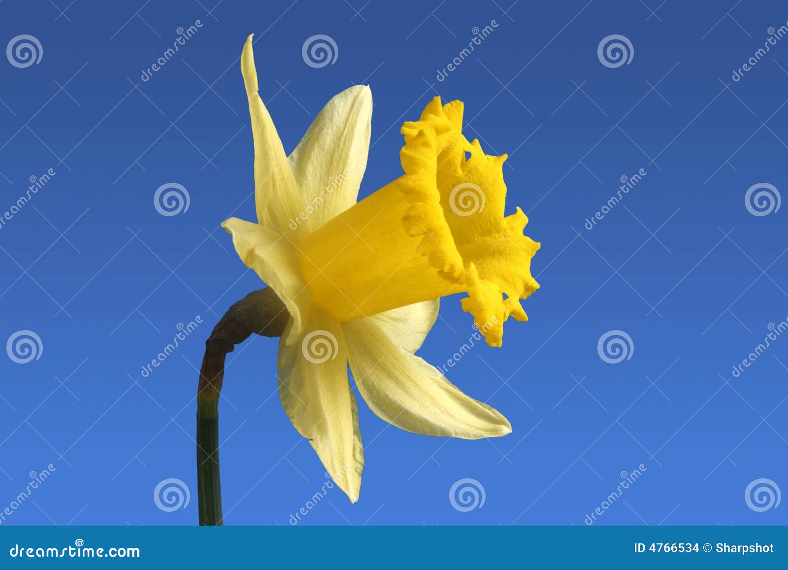 Fiore Inglese Del Daffodil Fotografia Stock Immagine Di Petali Daffodil